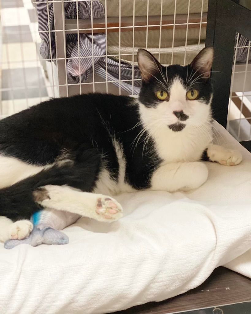 Enlarge Forrest, a Adoptable Domestic Short Hair in Monticello, IL image 2/7