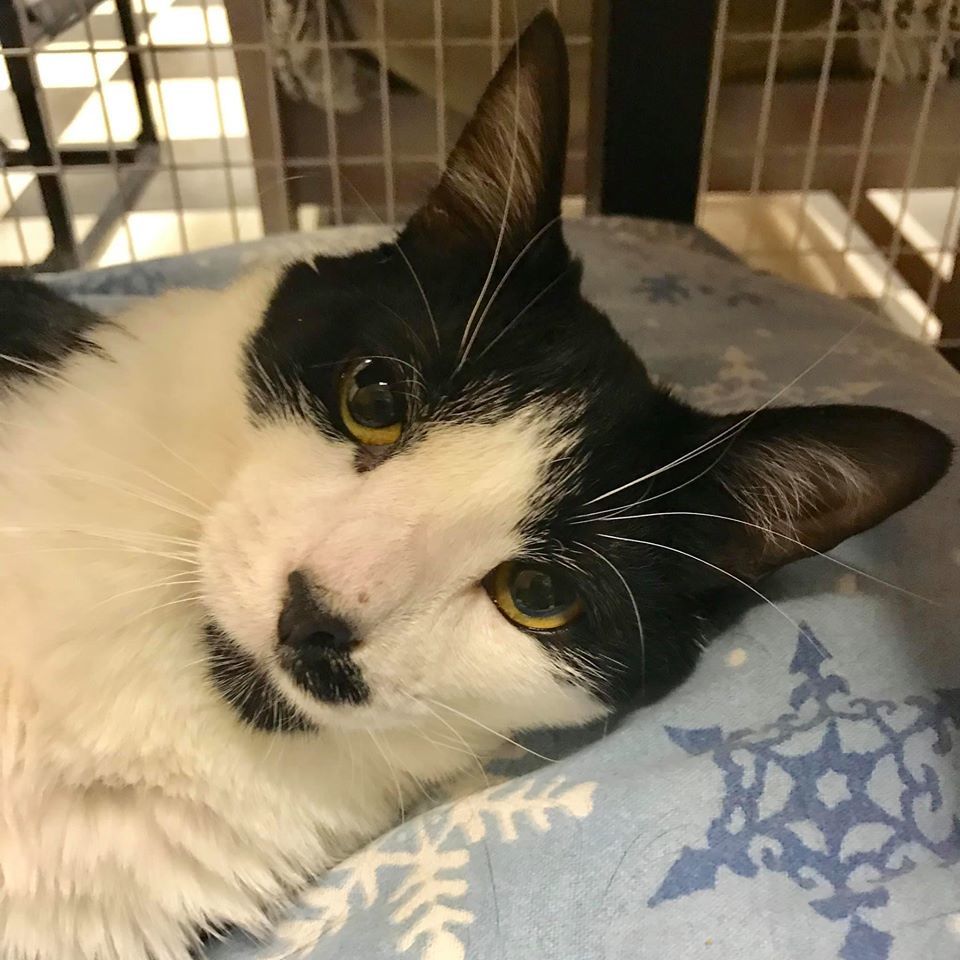 Enlarge Forrest, a Adoptable Domestic Short Hair in Monticello, IL image 3/7