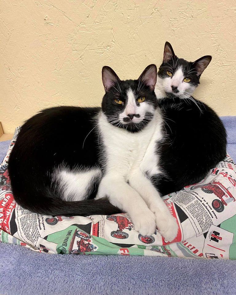 Enlarge Forrest, a Adoptable Domestic Short Hair in Monticello, IL image 4/7