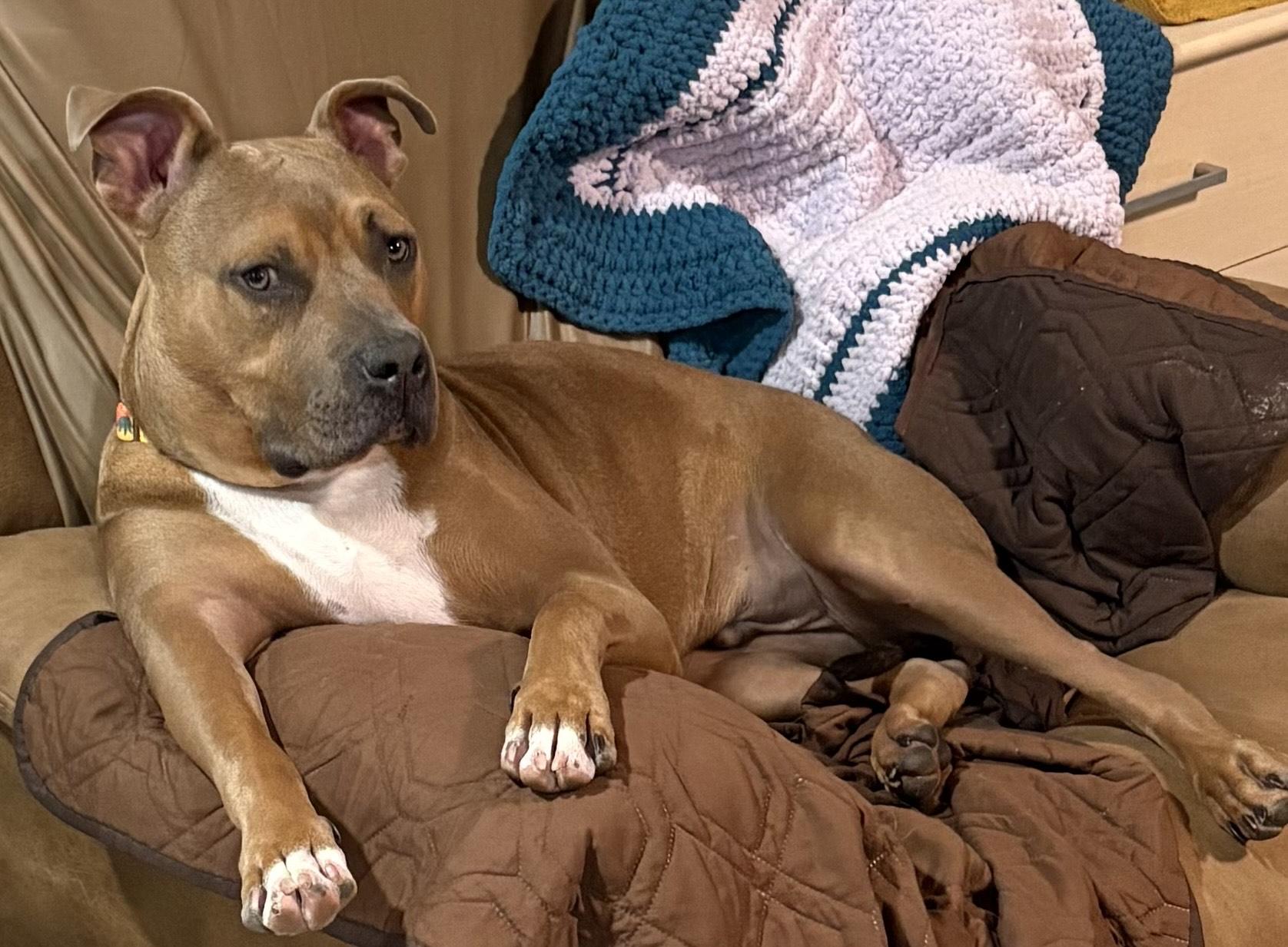 Eagle, an adopted mixed breed in Gilbert, AZ image 1/6