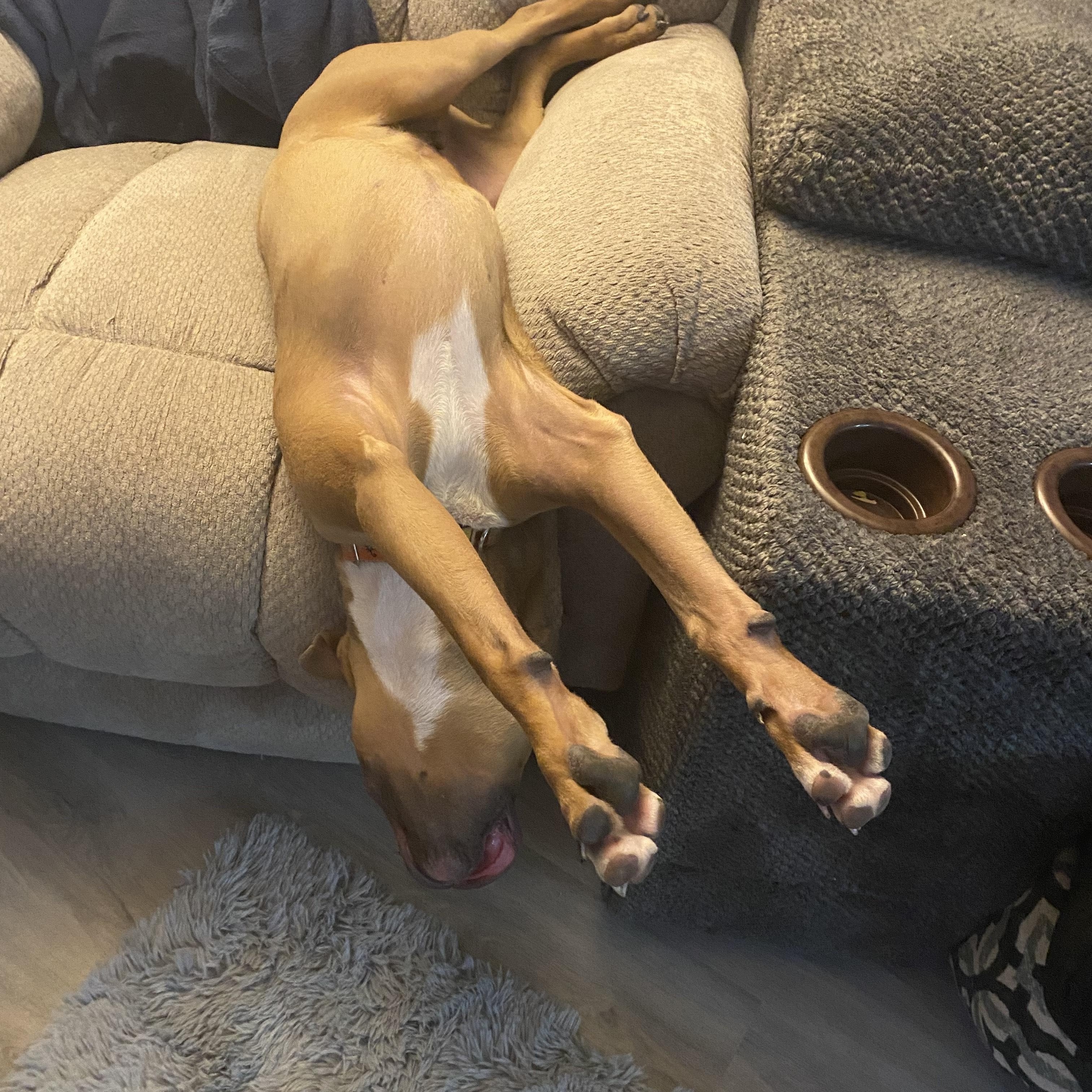 Eagle, adopted, Young Male Boxer & American Staffordshire Terrier.