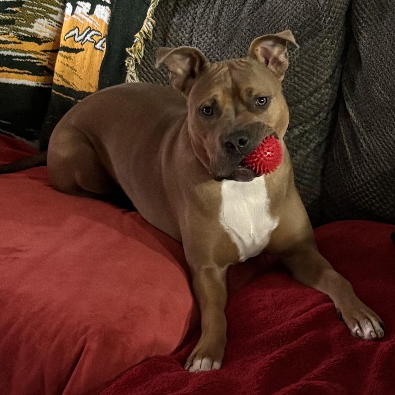 Eagle, an adopted mixed breed in Gilbert, AZ image 2/6