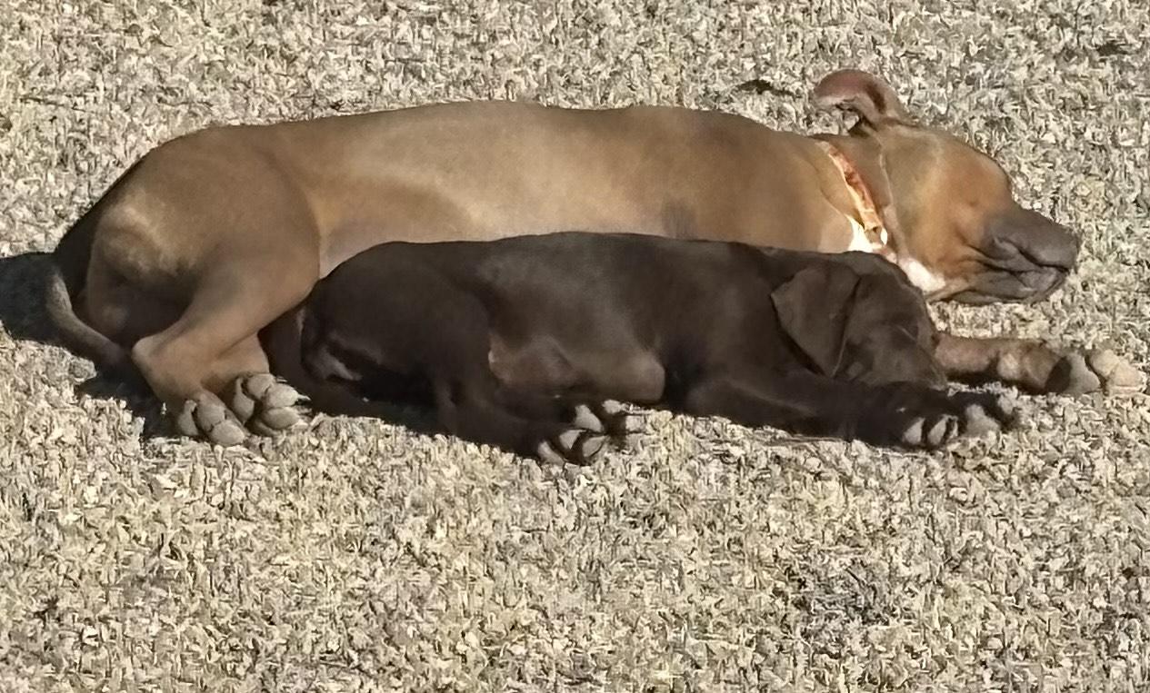 Eagle, an adopted mixed breed in Gilbert, AZ image 3/6