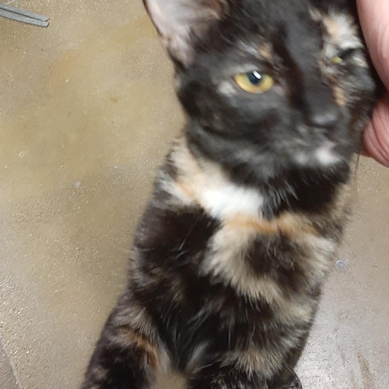 Enlarge Nikki, a Adoptable mixed breed in Belleville, IL image 4/5