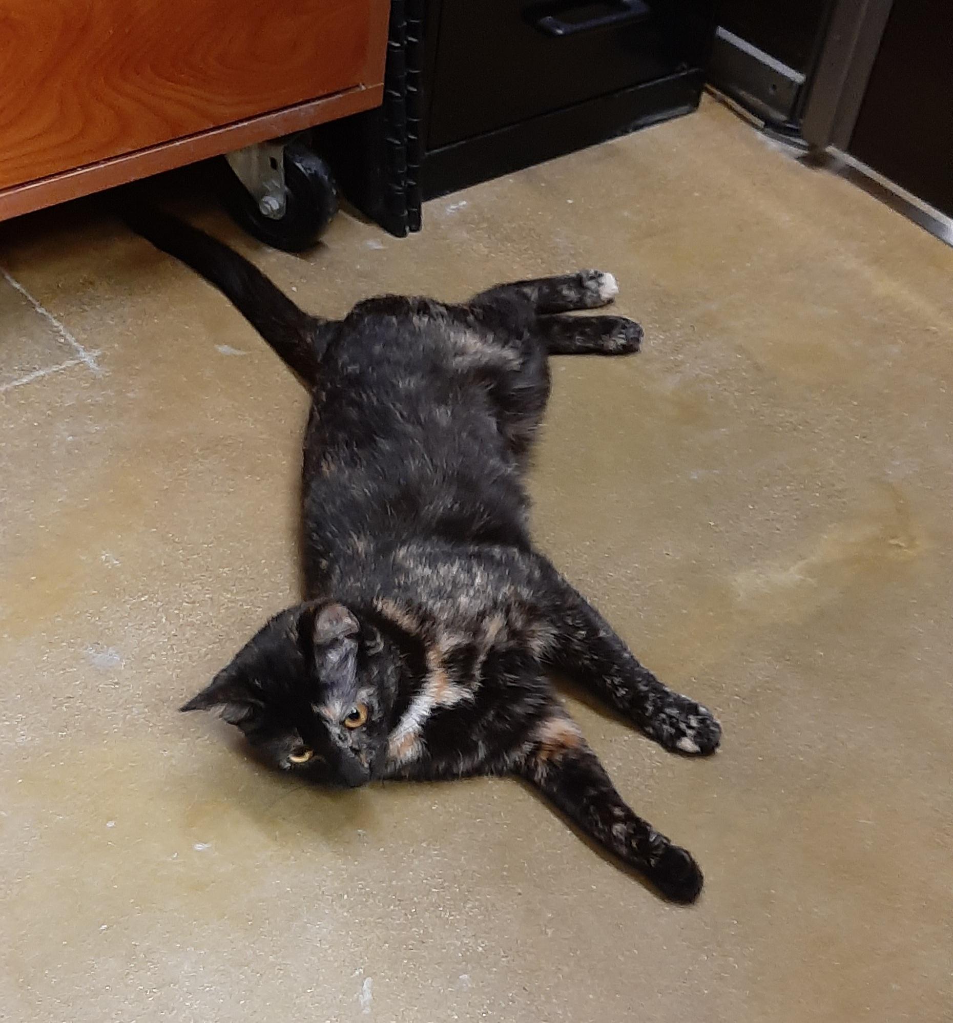 Enlarge Nikki, a Adoptable mixed breed in Belleville, IL image 2/5