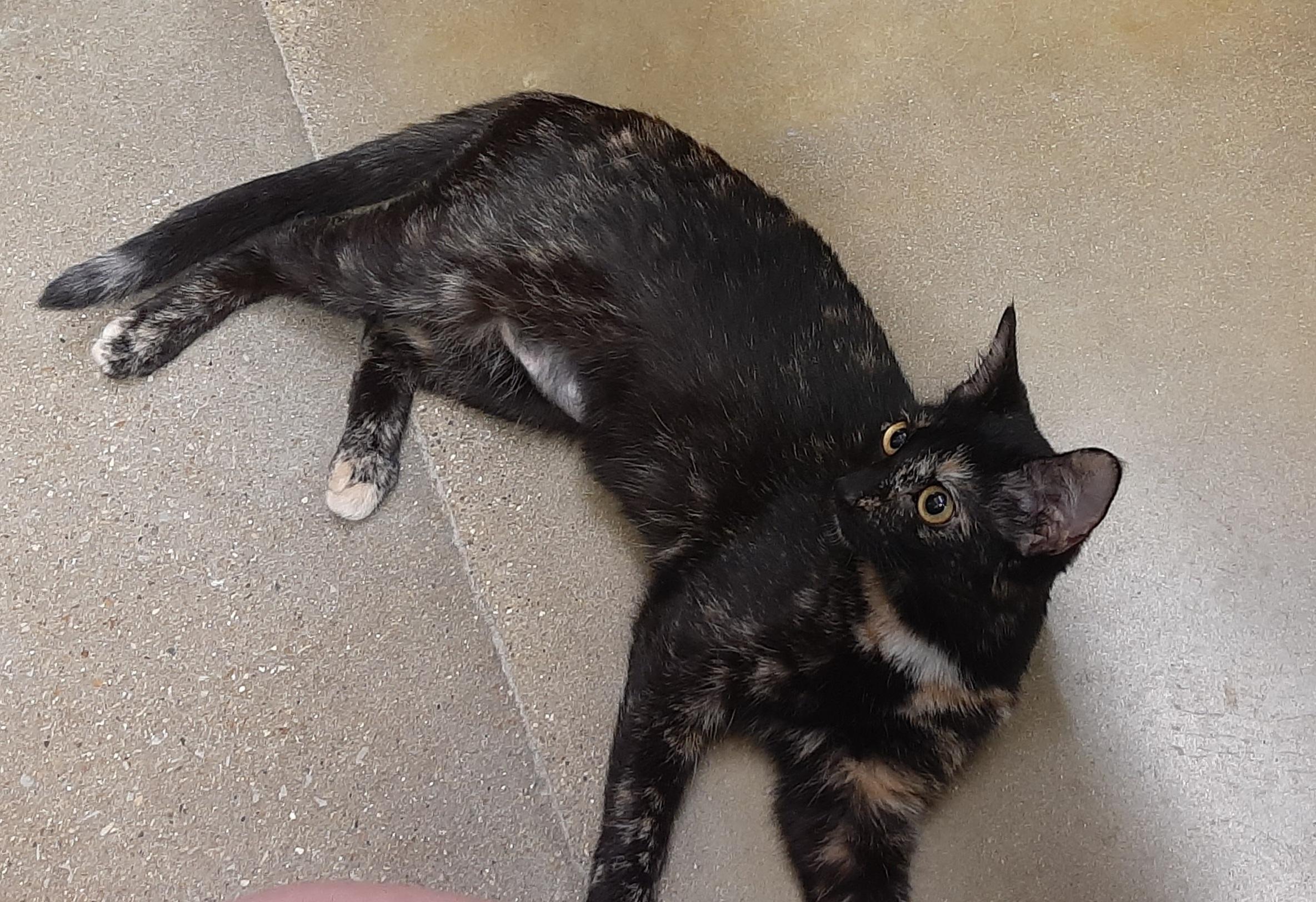 Enlarge Nikki, a Adoptable mixed breed in Belleville, IL image 3/5