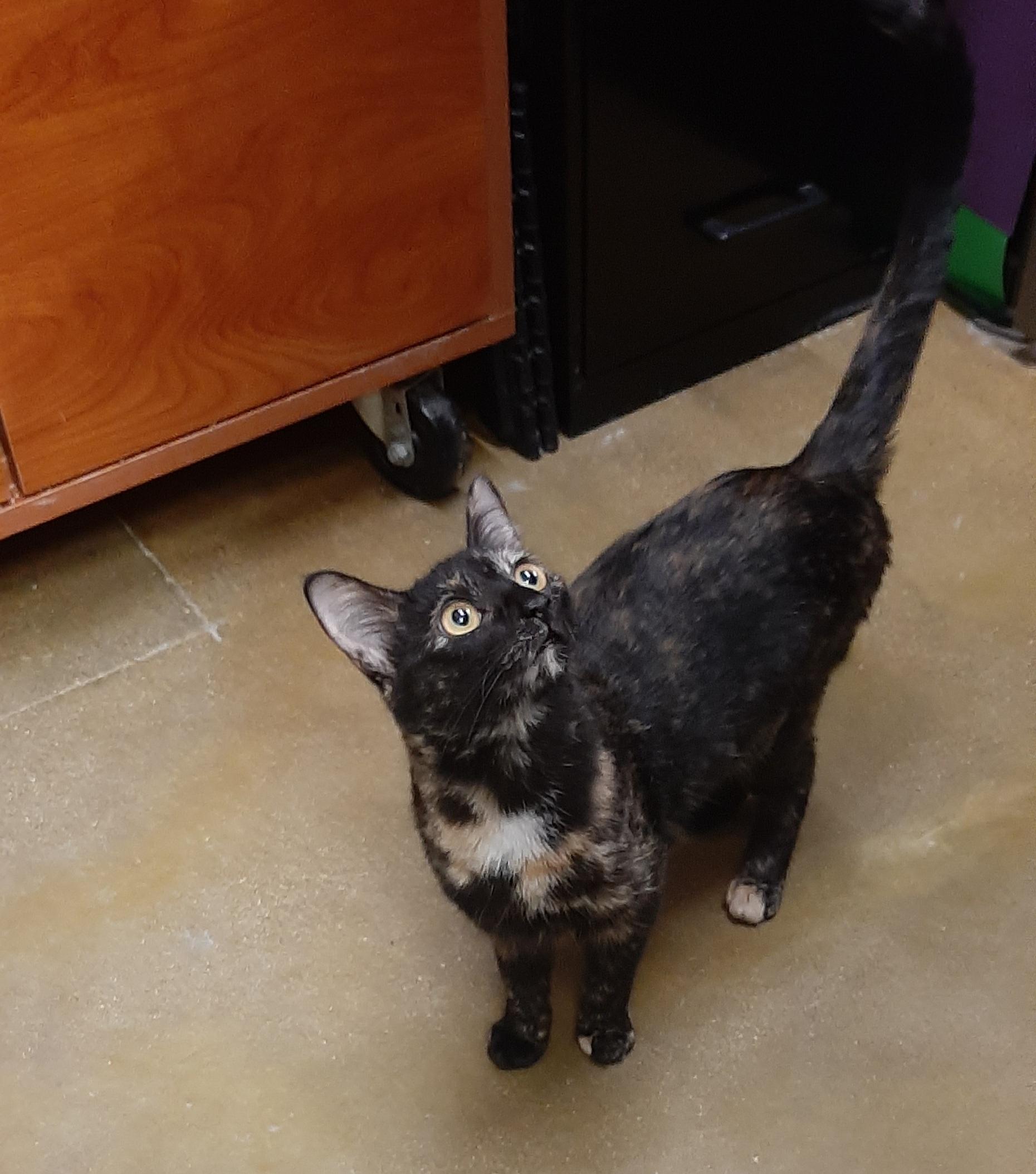 Nikki, Adoptable, Adult Female Calico & Tortoiseshell.