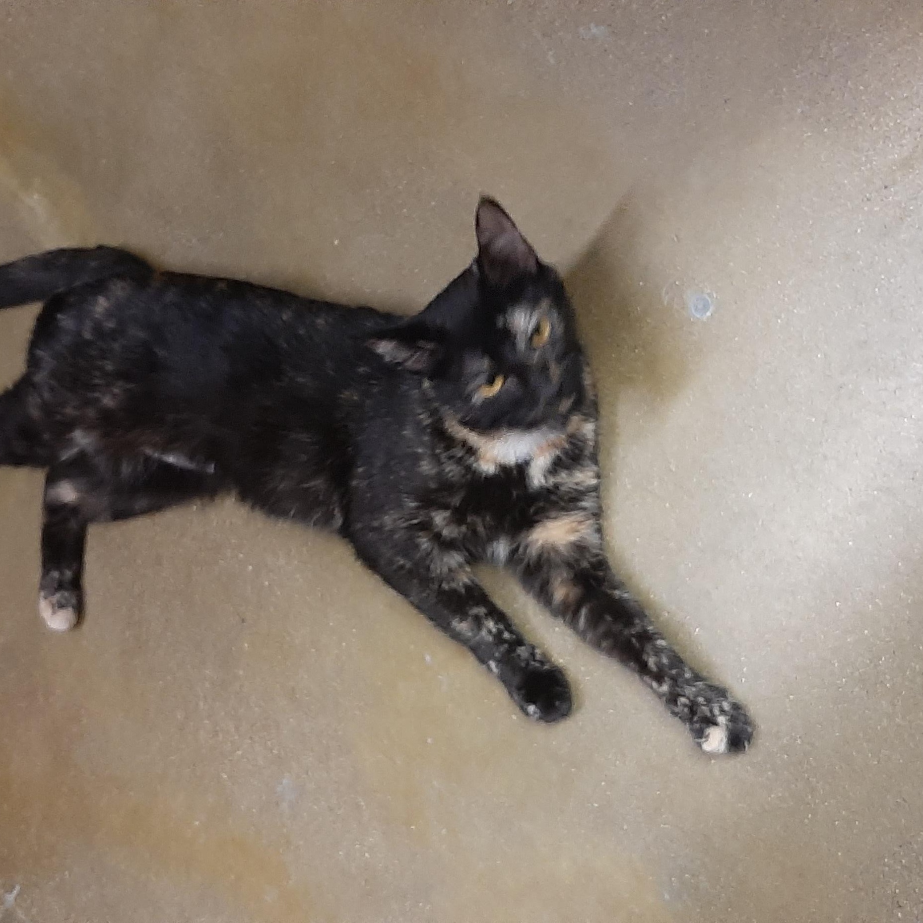 Enlarge Nikki, a Adoptable mixed breed in Belleville, IL image 5/5