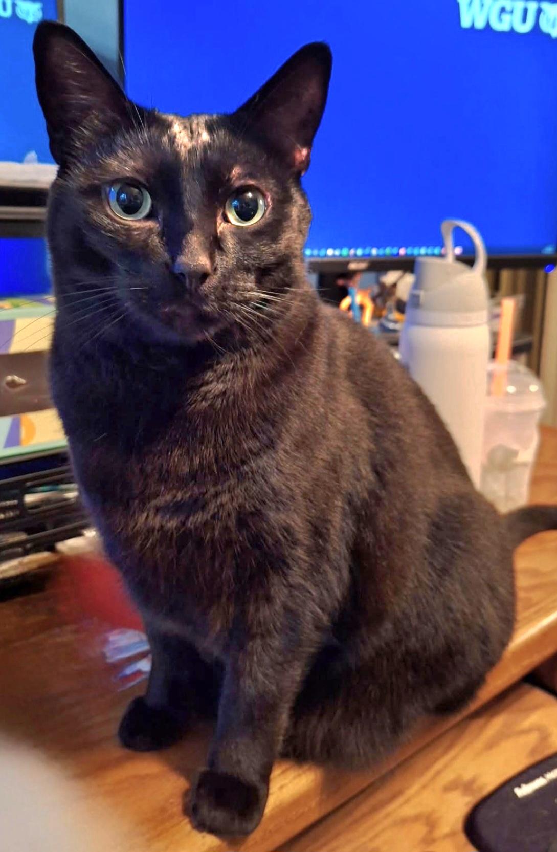 Enlarge Salem, a Adoptable Domestic Short Hair in Springfield, OR image 4/4