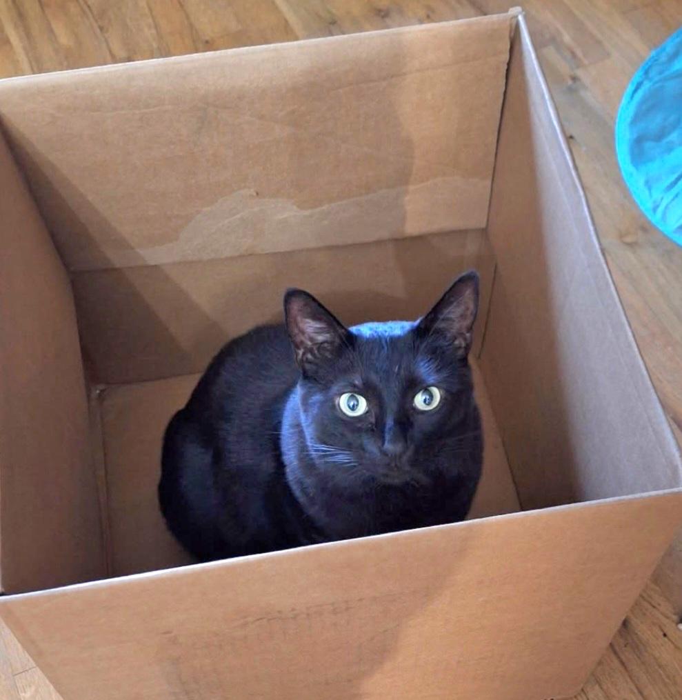 Enlarge Salem, a Adoptable Domestic Short Hair in Springfield, OR image 2/4