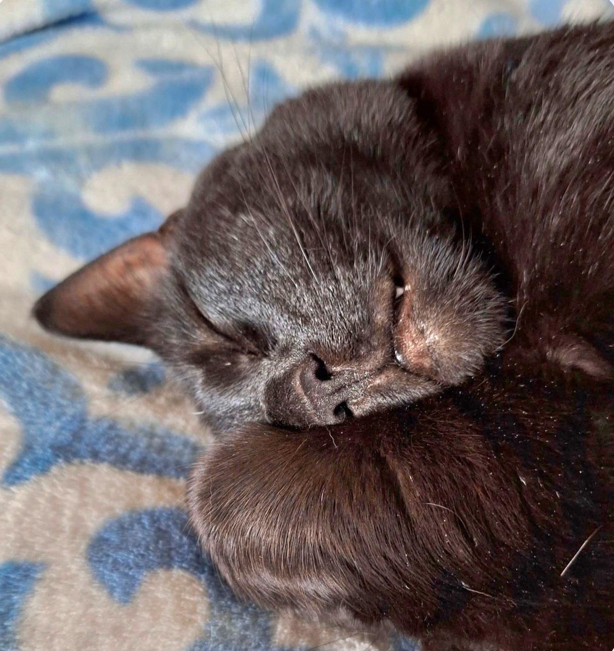 Enlarge Salem, a Adoptable Domestic Short Hair in Springfield, OR image 3/4