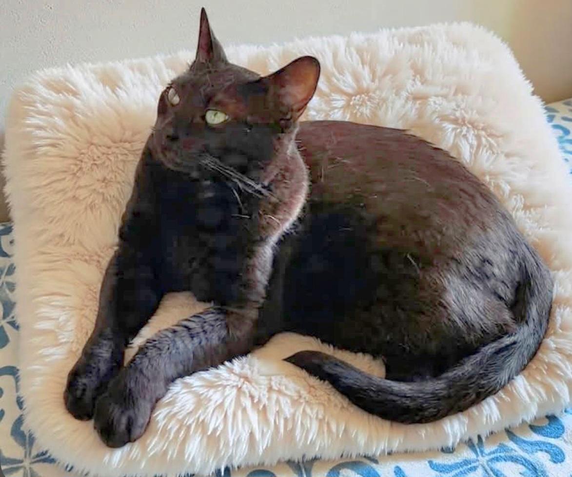 Enlarge Salem, a Adoptable Domestic Short Hair in Springfield, OR image 1/4