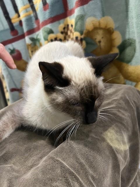 Christian, Adoptable, Young Female Siamese & Domestic Short Hair.