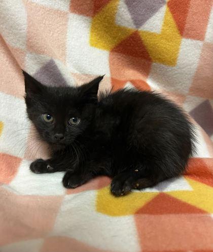 King funky of tunes town, Adoptable, Adult Male Domestic Short Hair & Domestic Short Hair.