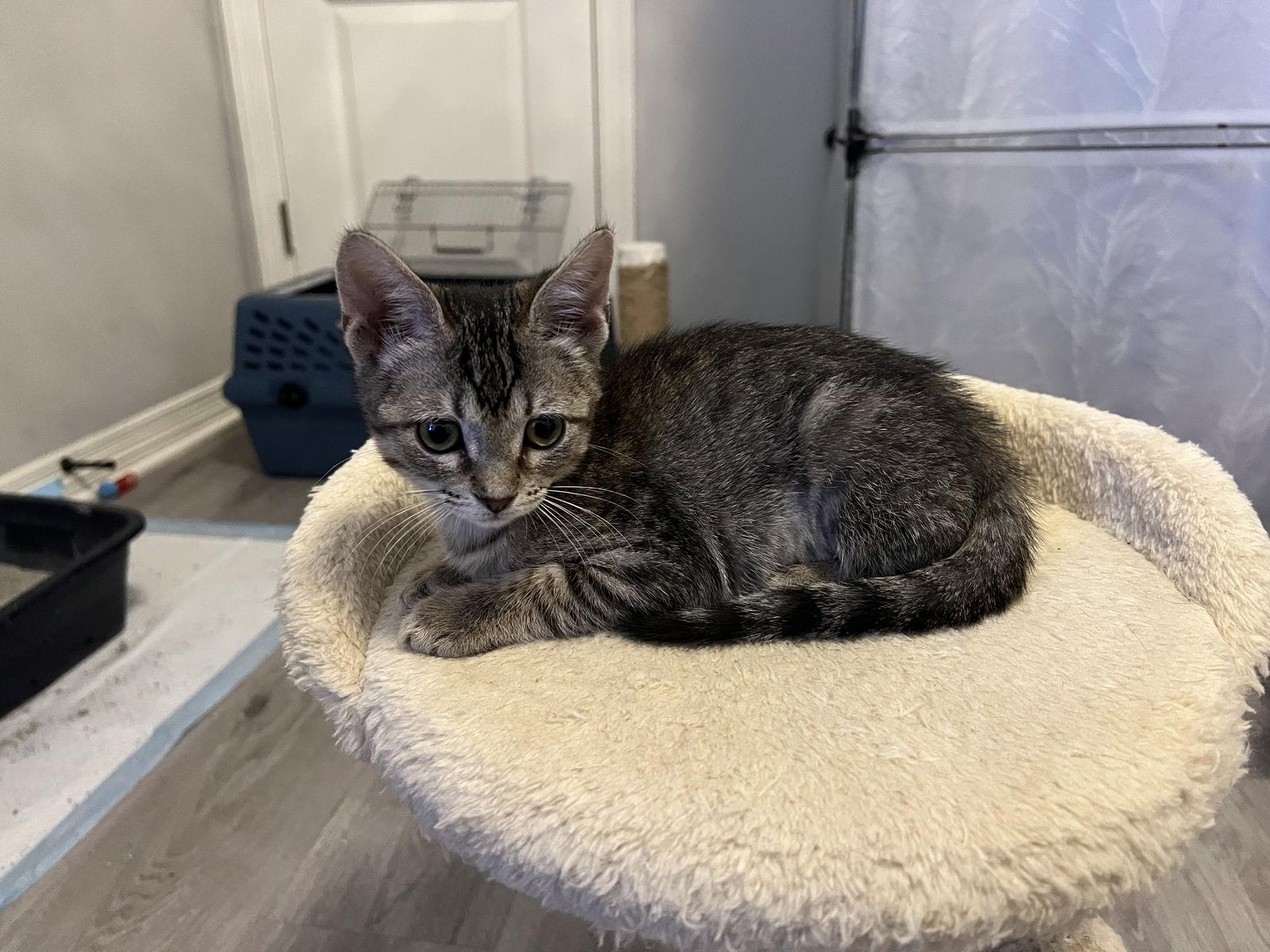 Enlarge Meadow, a Adoptable mixed breed in Rockwall, TX image 1/2