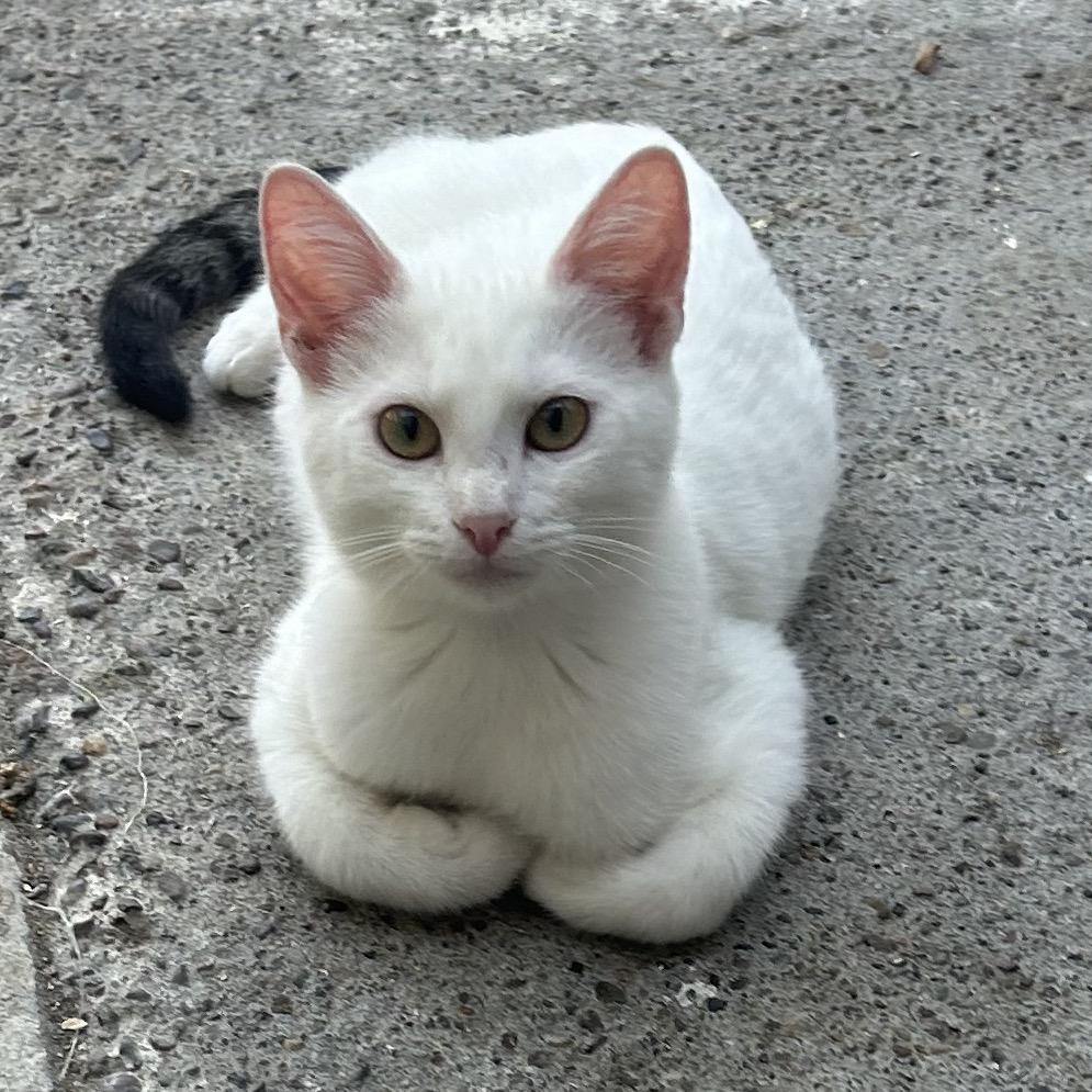 Crisco, a Adoptable Domestic Short Hair in Veneta, OR image 2/3