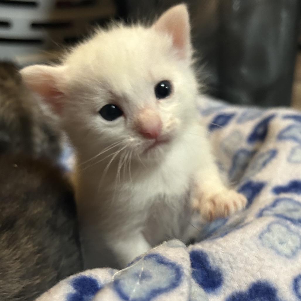 Crisco, a Adoptable Domestic Short Hair in Veneta, OR image 3/3
