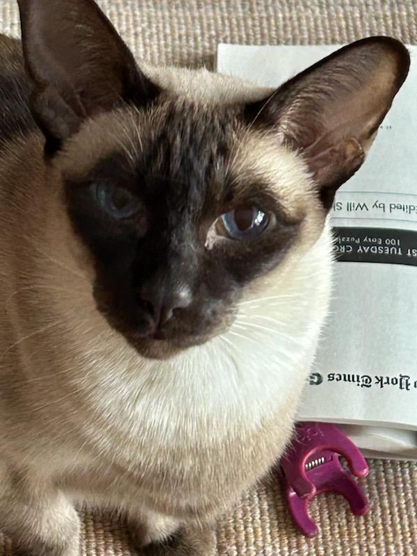 Cleah, adopted, Adult Female Siamese.