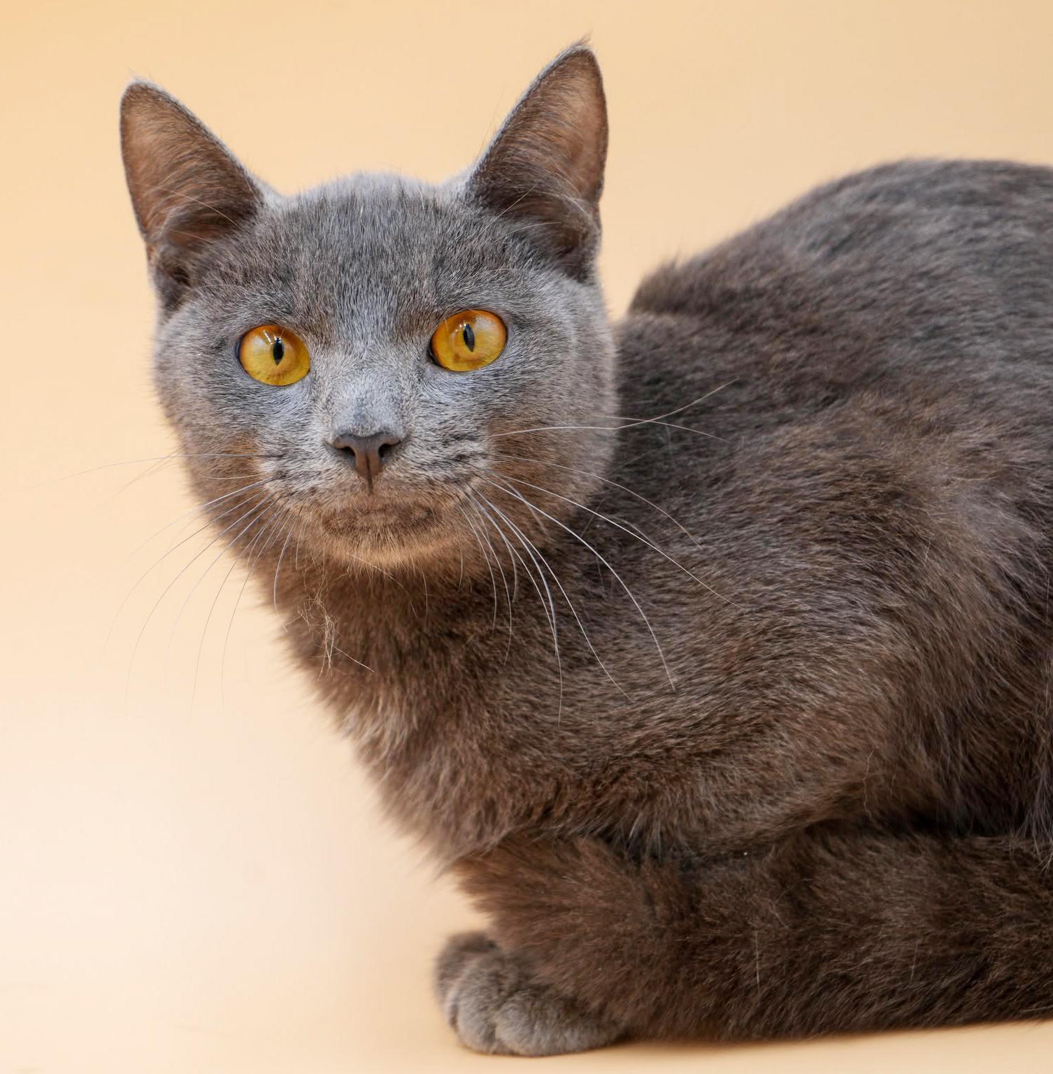 Enlarge Leo is a loveerrrrrrr!  Yummy silver boy!  VIDEO!, a Adoptable mixed breed in Bedford Hills, NY image 4/6