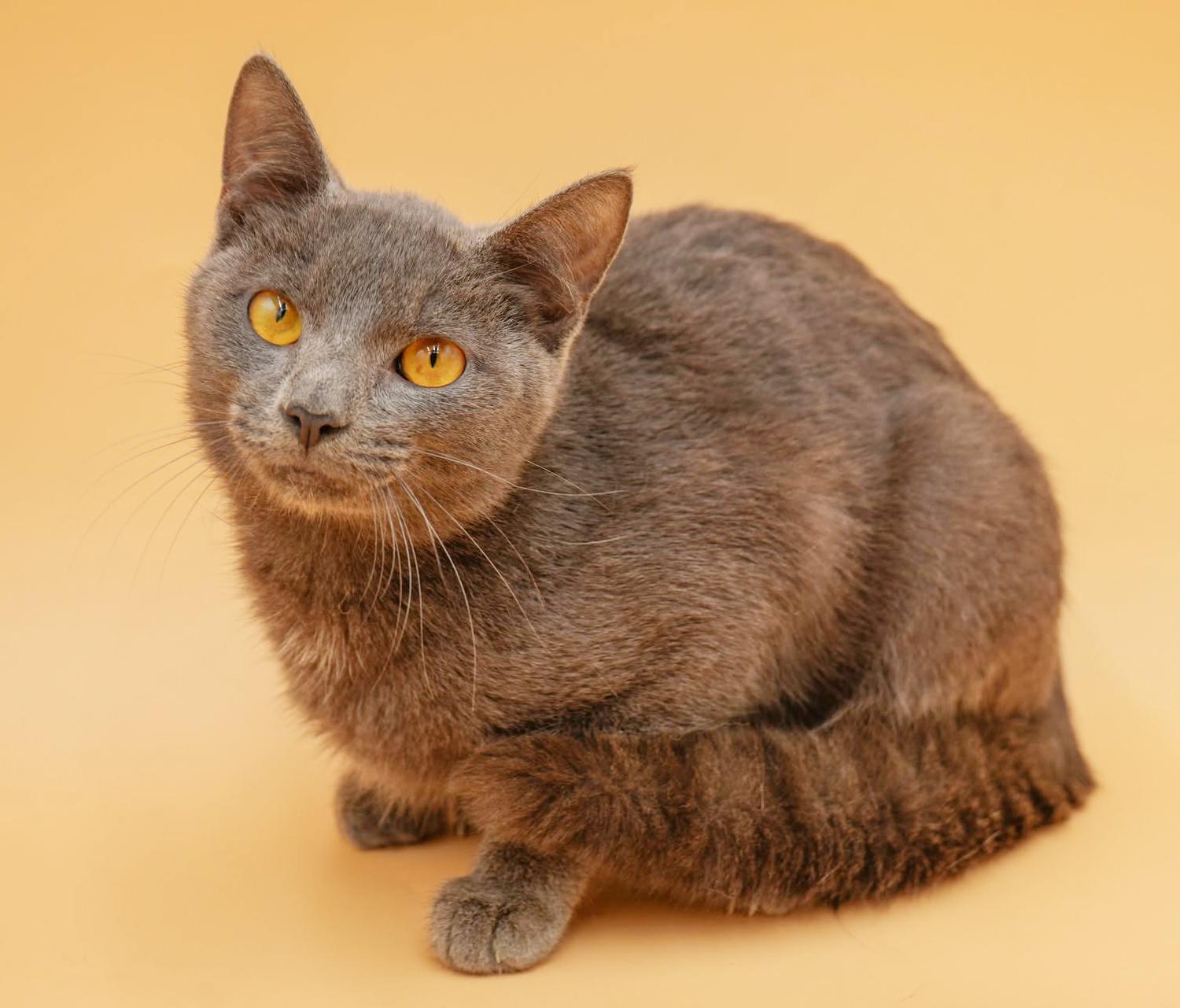 Enlarge Leo is a loveerrrrrrr!  Yummy silver boy!  VIDEO!, a Adoptable mixed breed in Bedford Hills, NY image 6/6