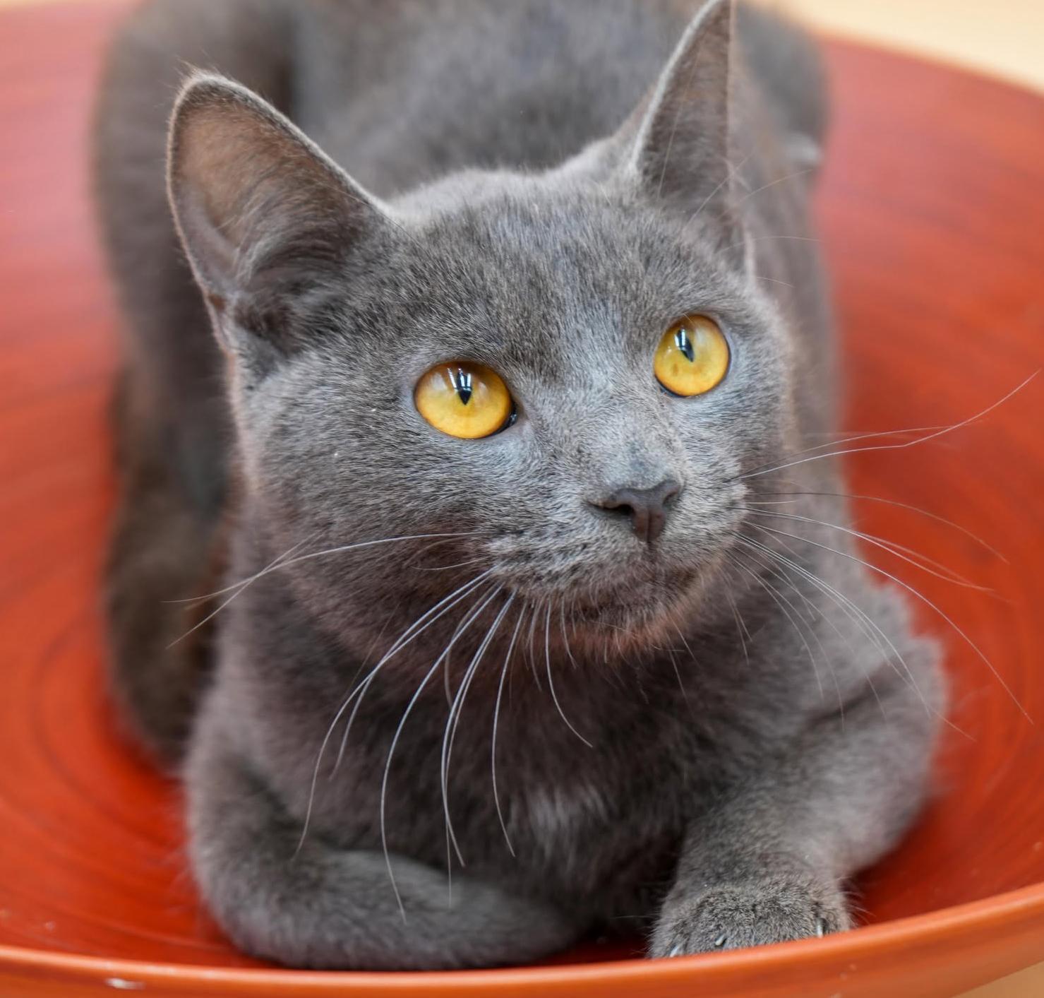 Leo is a loveerrrrrrr!  Yummy silver boy!  VIDEO!, Adoptable, Kitten Male Russian Blue & Silver.