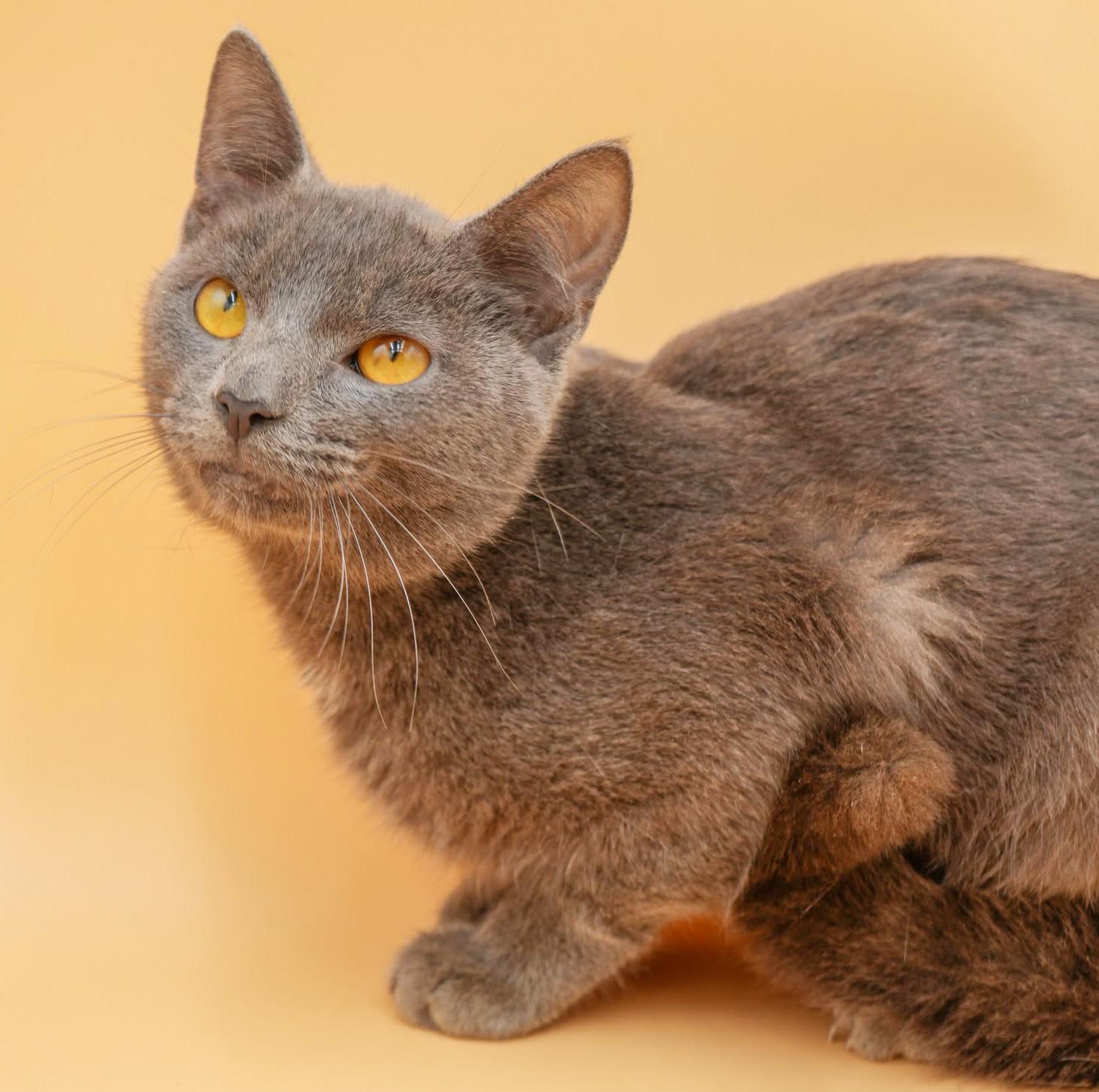 Enlarge Leo is a loveerrrrrrr!  Yummy silver boy!  VIDEO!, a Adoptable mixed breed in Bedford Hills, NY image 2/6