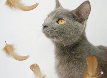 Enlarge Leo is a loveerrrrrrr!  Yummy silver boy!  VIDEO!, a Adoptable mixed breed in Bedford Hills, NY image 5/6