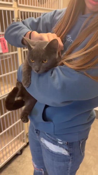 Enlarge Leo is a loveerrrrrrr!  Yummy silver boy!  VIDEO!, a Adoptable mixed breed in Bedford Hills, NY video 3/6