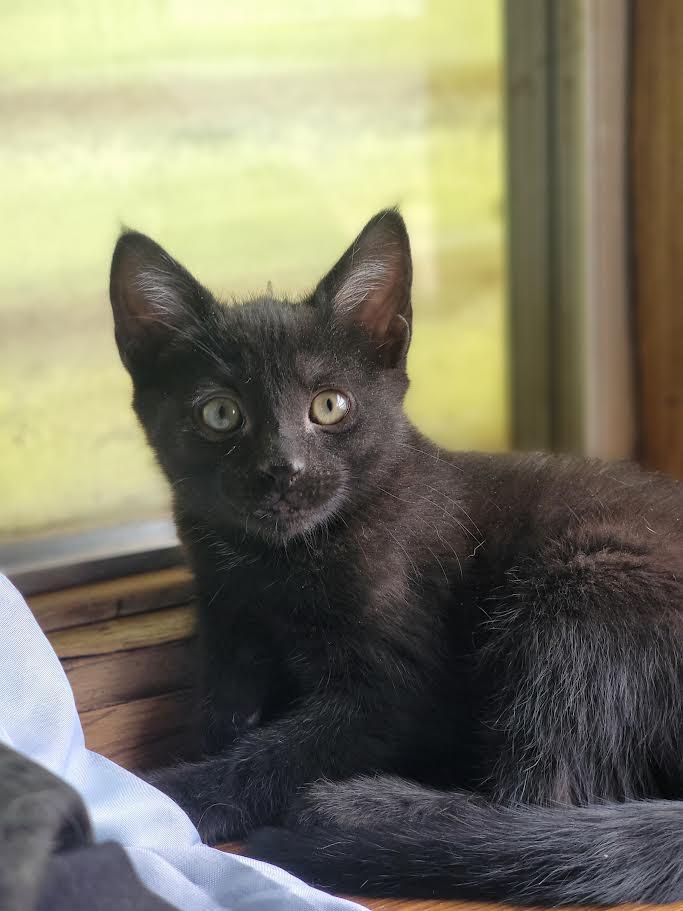 Susie, Adoptable, Kitten Female Domestic Short Hair.