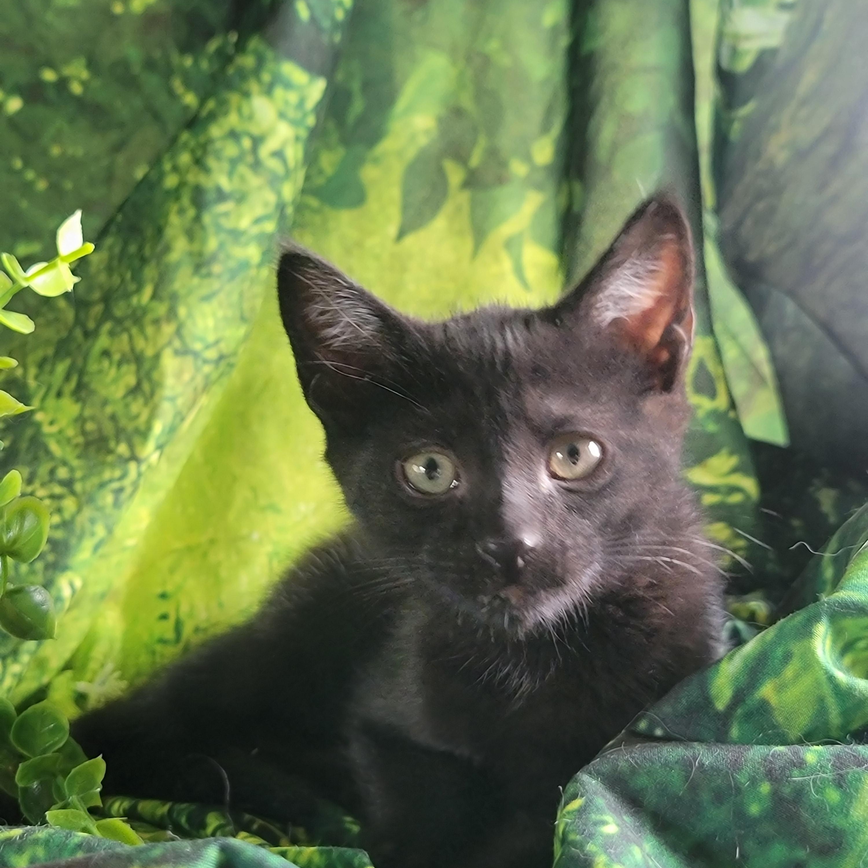 Susie, a Adoptable Domestic Short Hair in Washoe Valley, NV image 2/2