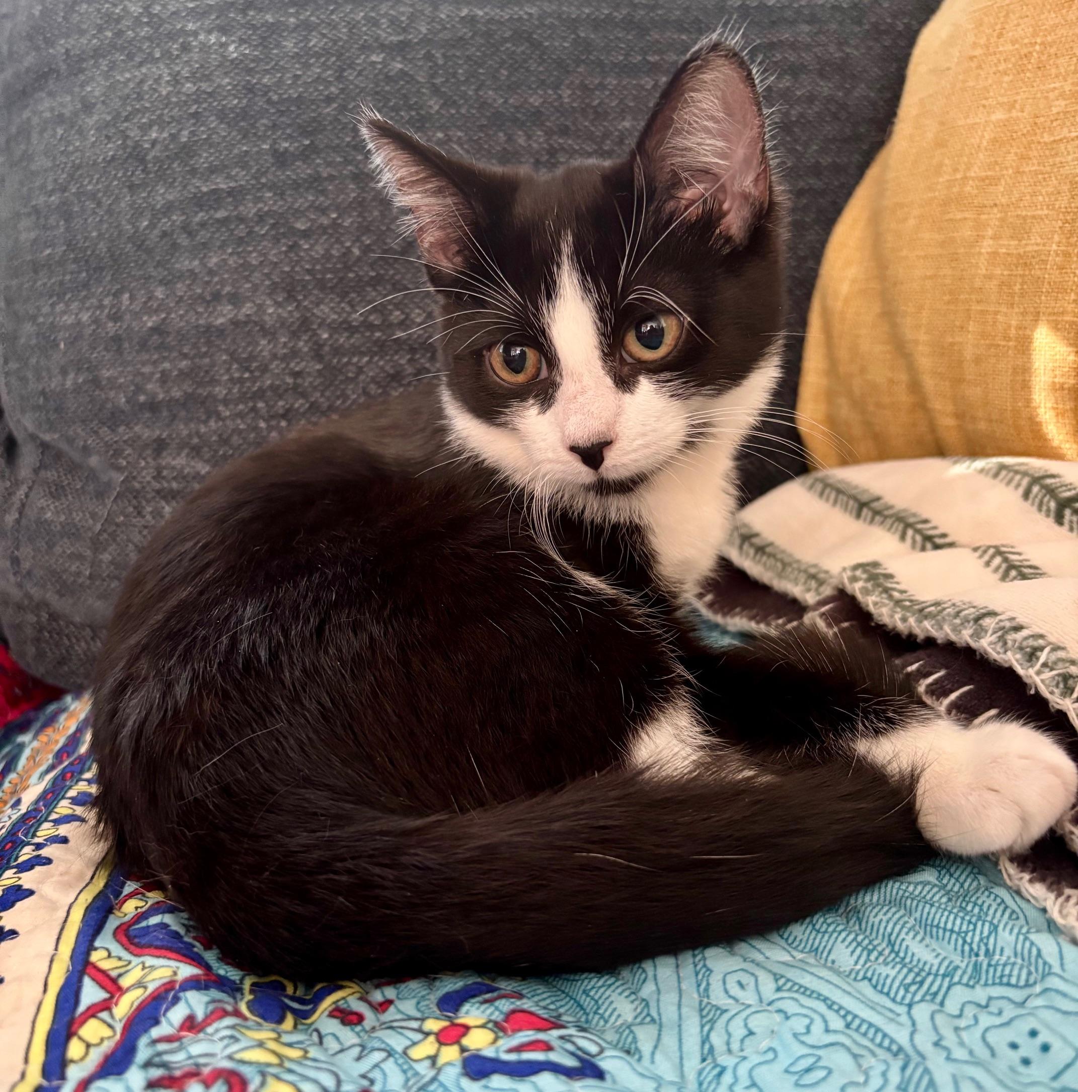 Moonlight, Adoptable, Kitten Female Domestic Short Hair.