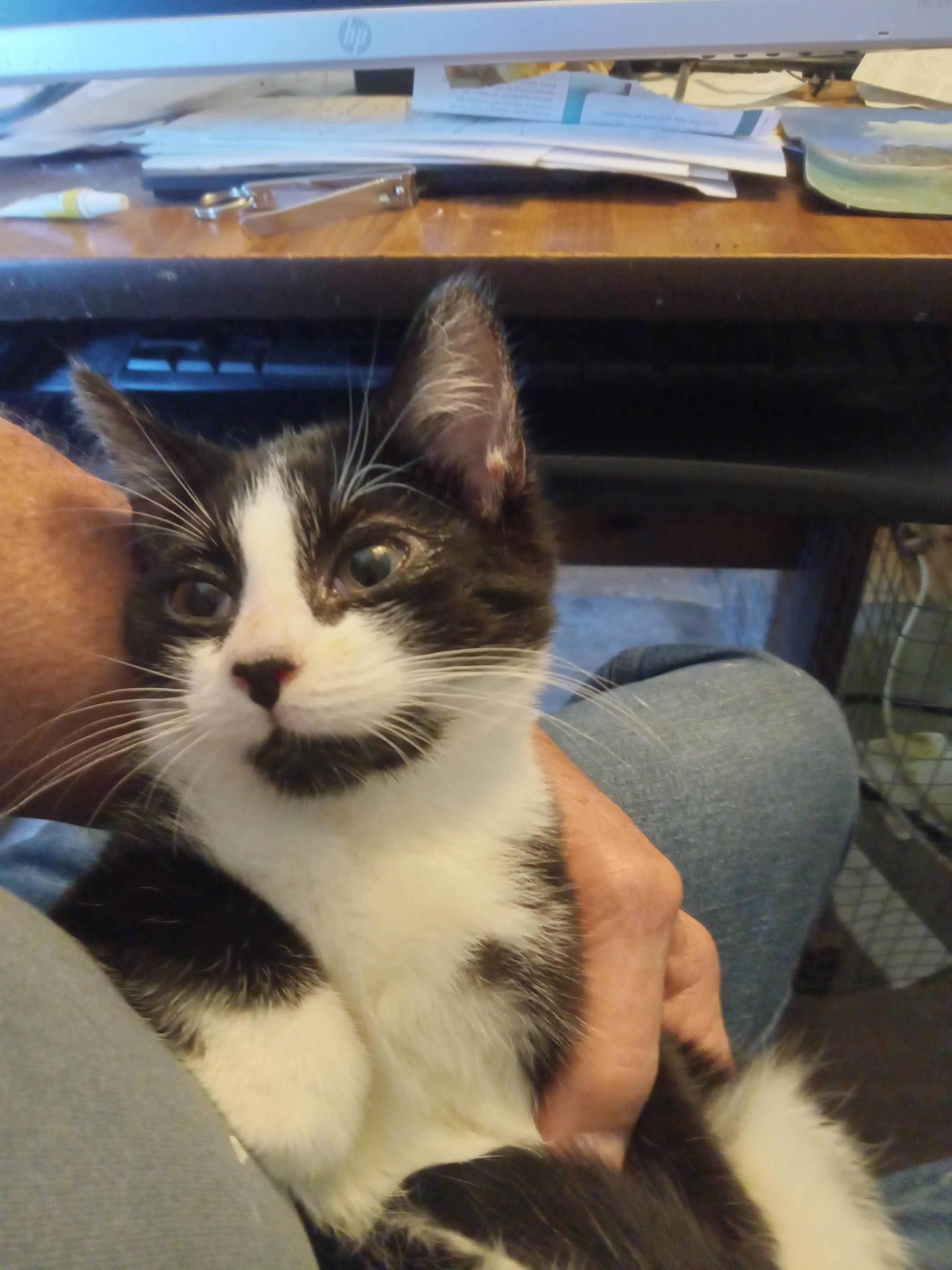 Moonlight, a Adoptable Domestic Short Hair in Highland Park, NJ image 2/3