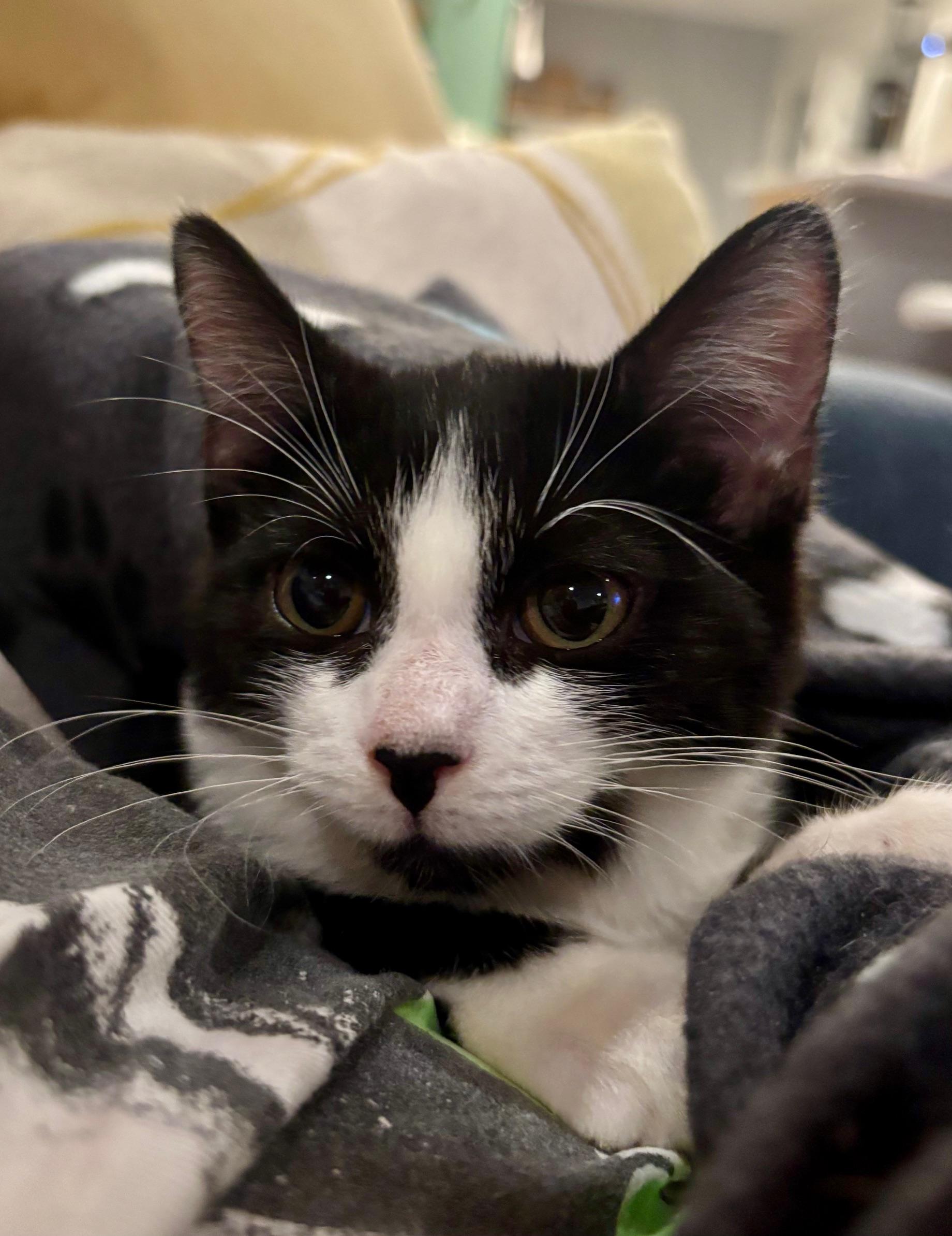 Moonlight, a Adoptable Domestic Short Hair in Highland Park, NJ image 3/3