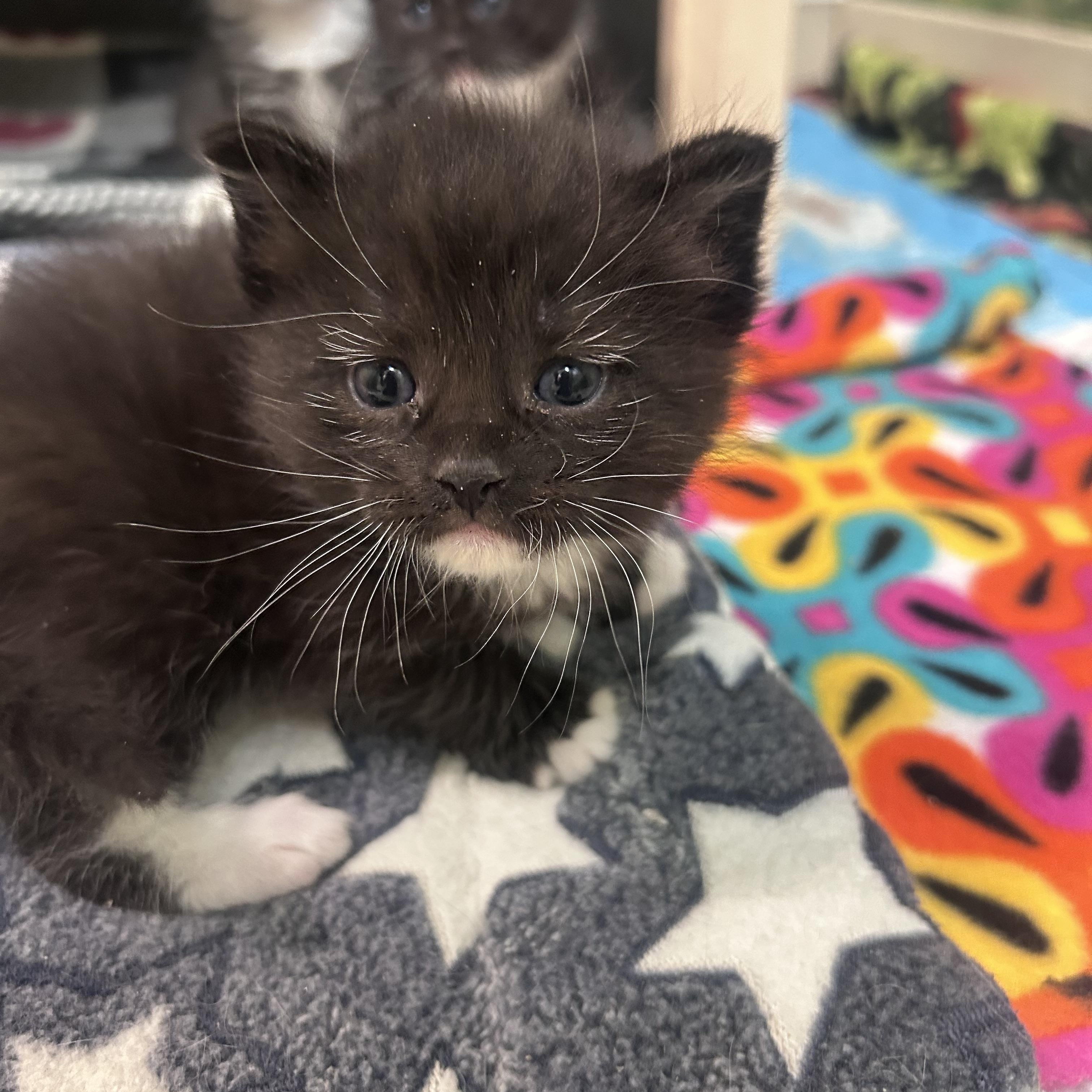 Hamlet, ADOPTABLE, Kitten Male Domestic Short Hair.