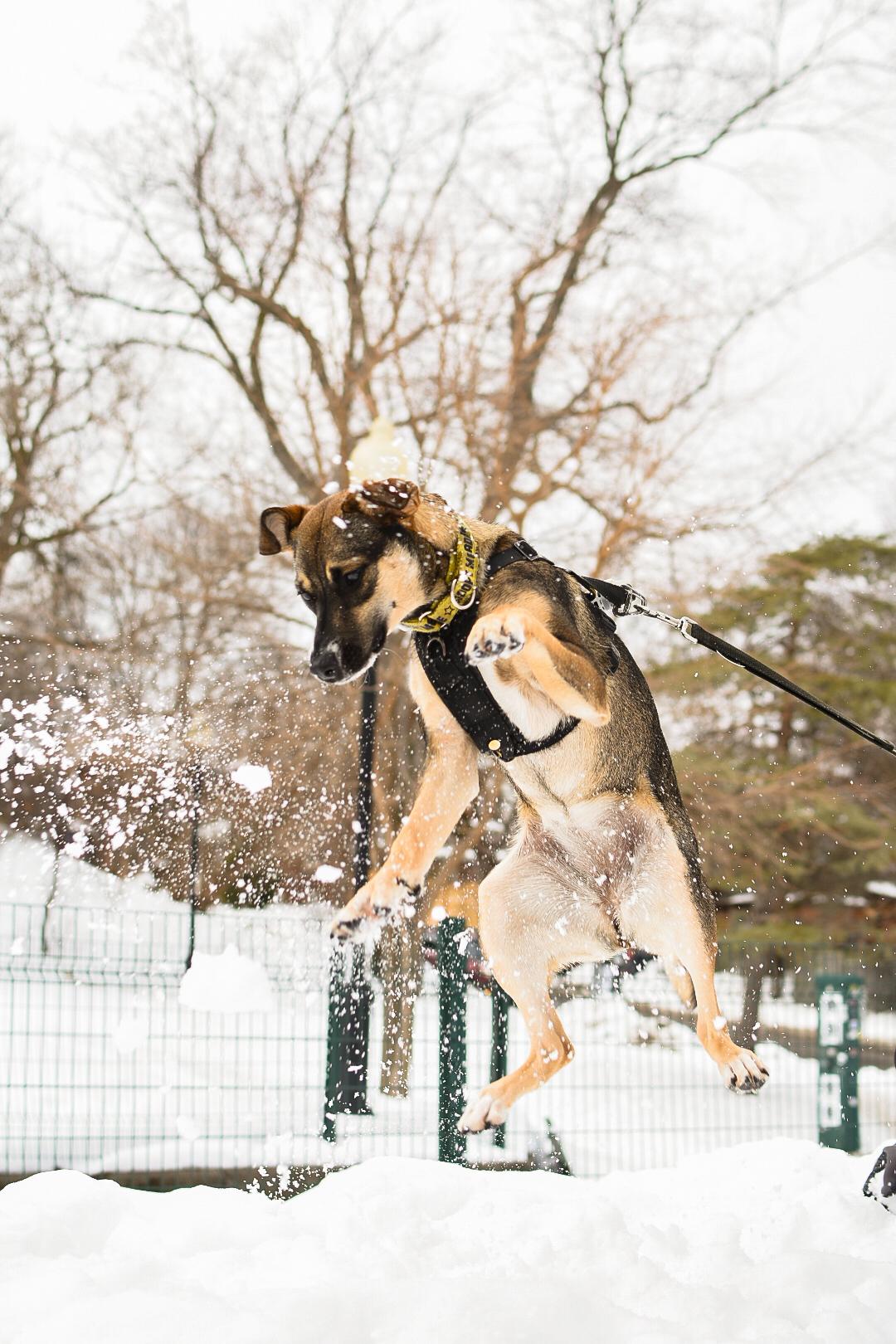 Enlarge Ally, a Adoptable mixed breed in Mississauga, ON image 4/5