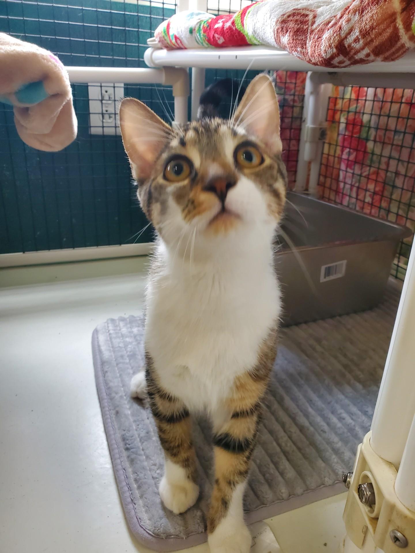 Aleksei, ADOPTABLE, Young Male Domestic Short Hair.