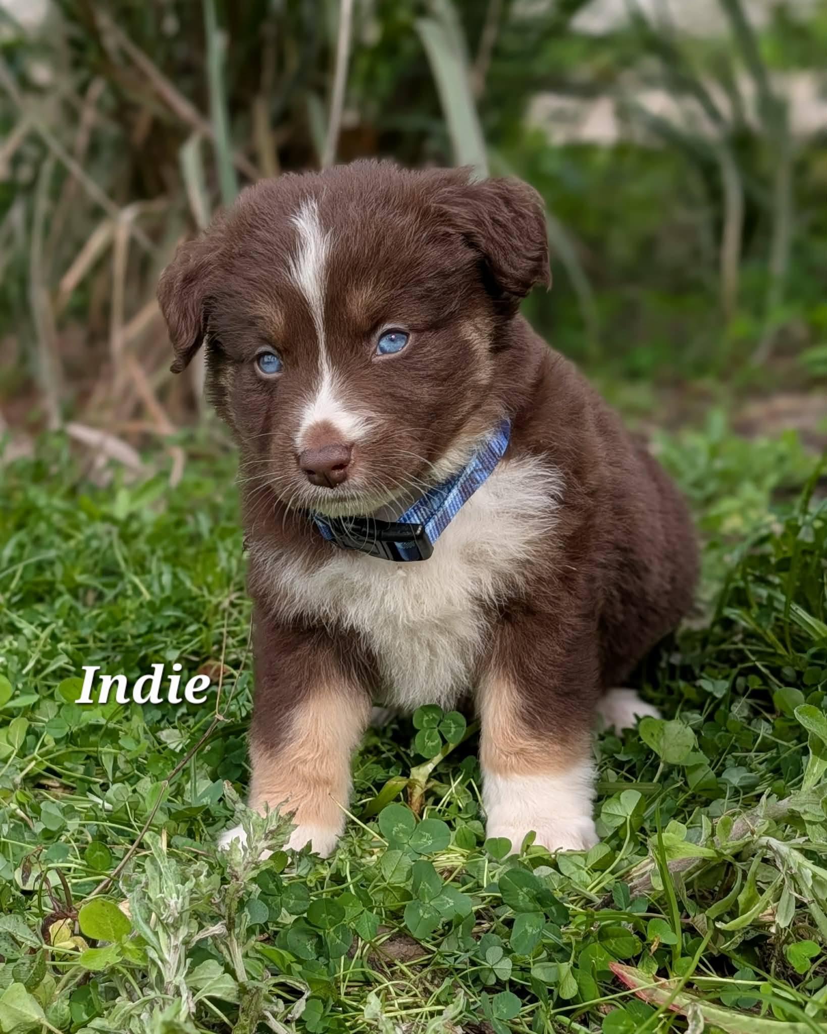 Enlarge Indie, a Adoptable mixed breed in Winter Springs, FL image 1/1