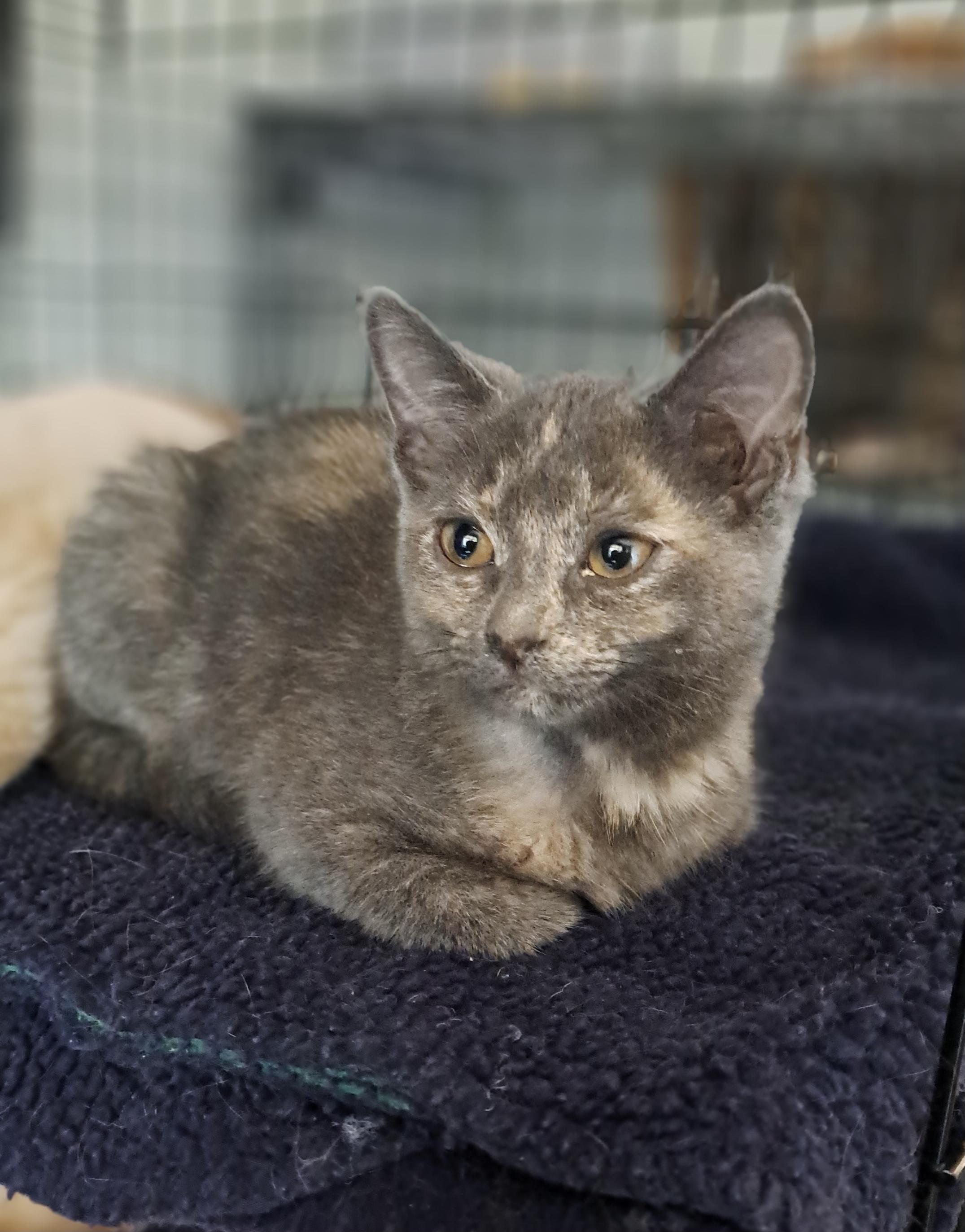 Pickle, Adoptable, Kitten Female Domestic Short Hair.