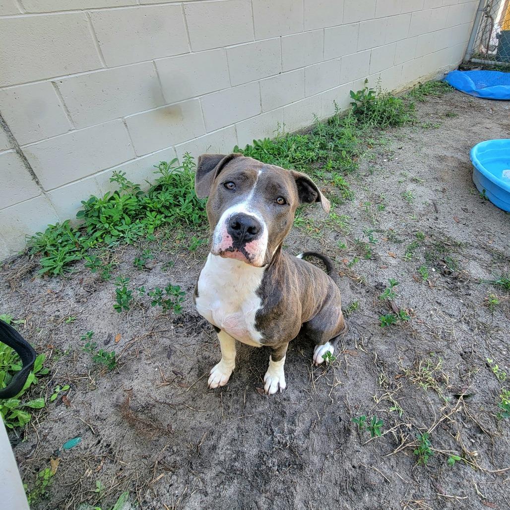 Eevie, Adoptable, Adult Female Mixed Breed.