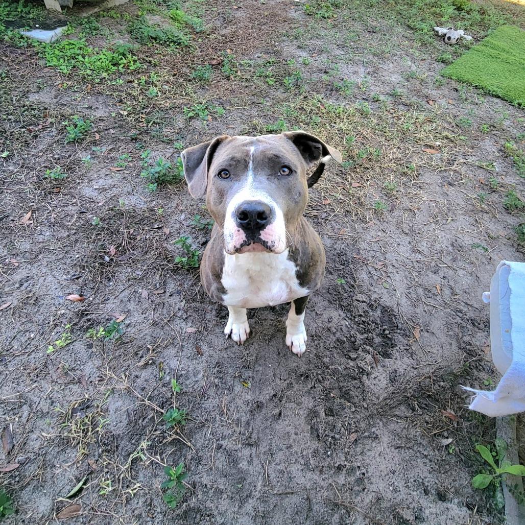 Eevie, a Adoptable Mixed Breed in Lake Panasoffkee, FL image 2/6