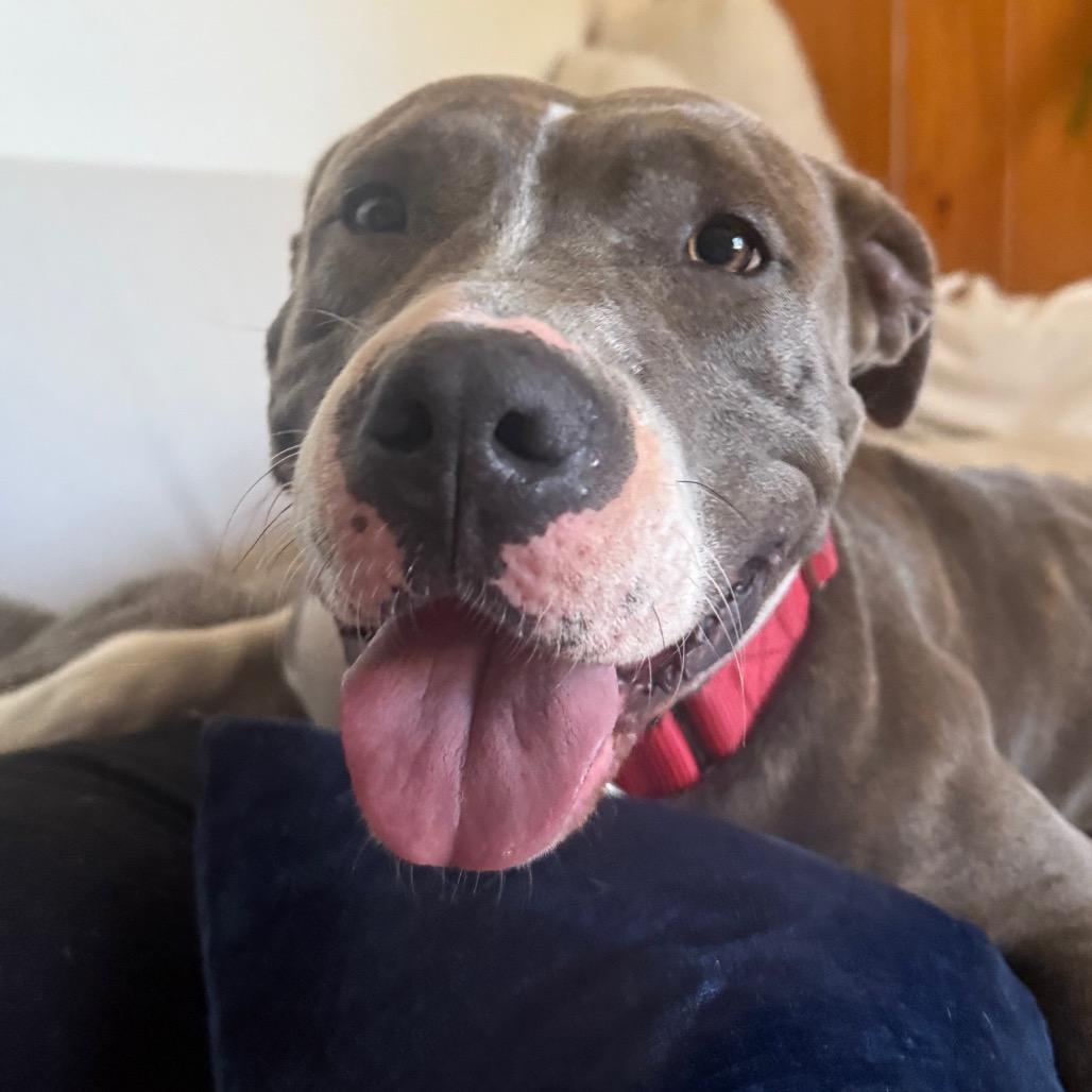 Eevie, a Adoptable Mixed Breed in Lake Panasoffkee, FL image 3/6