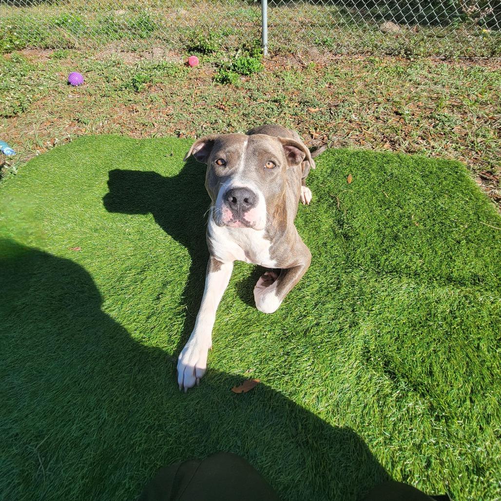 Eevie, a Adoptable Mixed Breed in Lake Panasoffkee, FL image 4/6