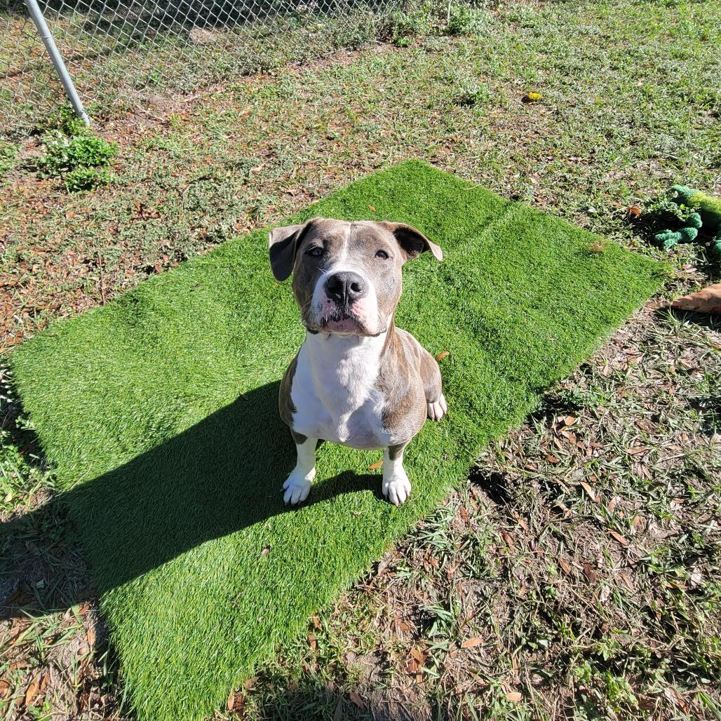 Eevie, a Adoptable Mixed Breed in Lake Panasoffkee, FL image 5/6