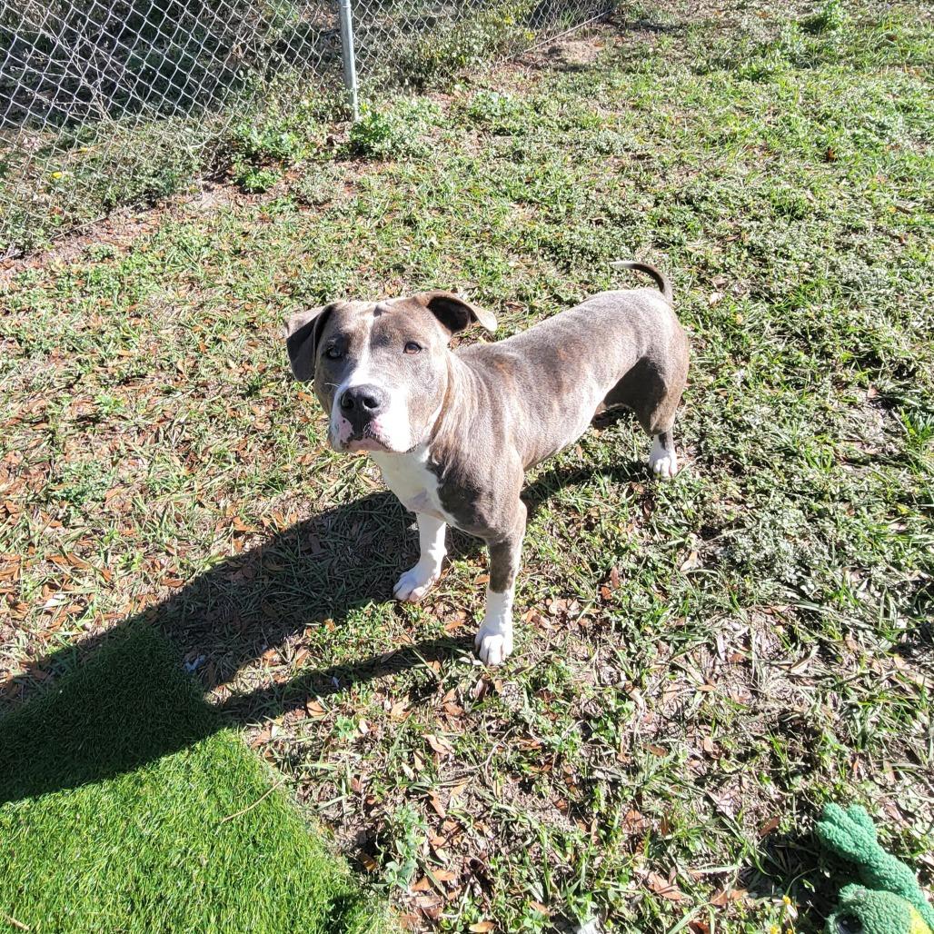 Eevie, a Adoptable Mixed Breed in Lake Panasoffkee, FL image 6/6