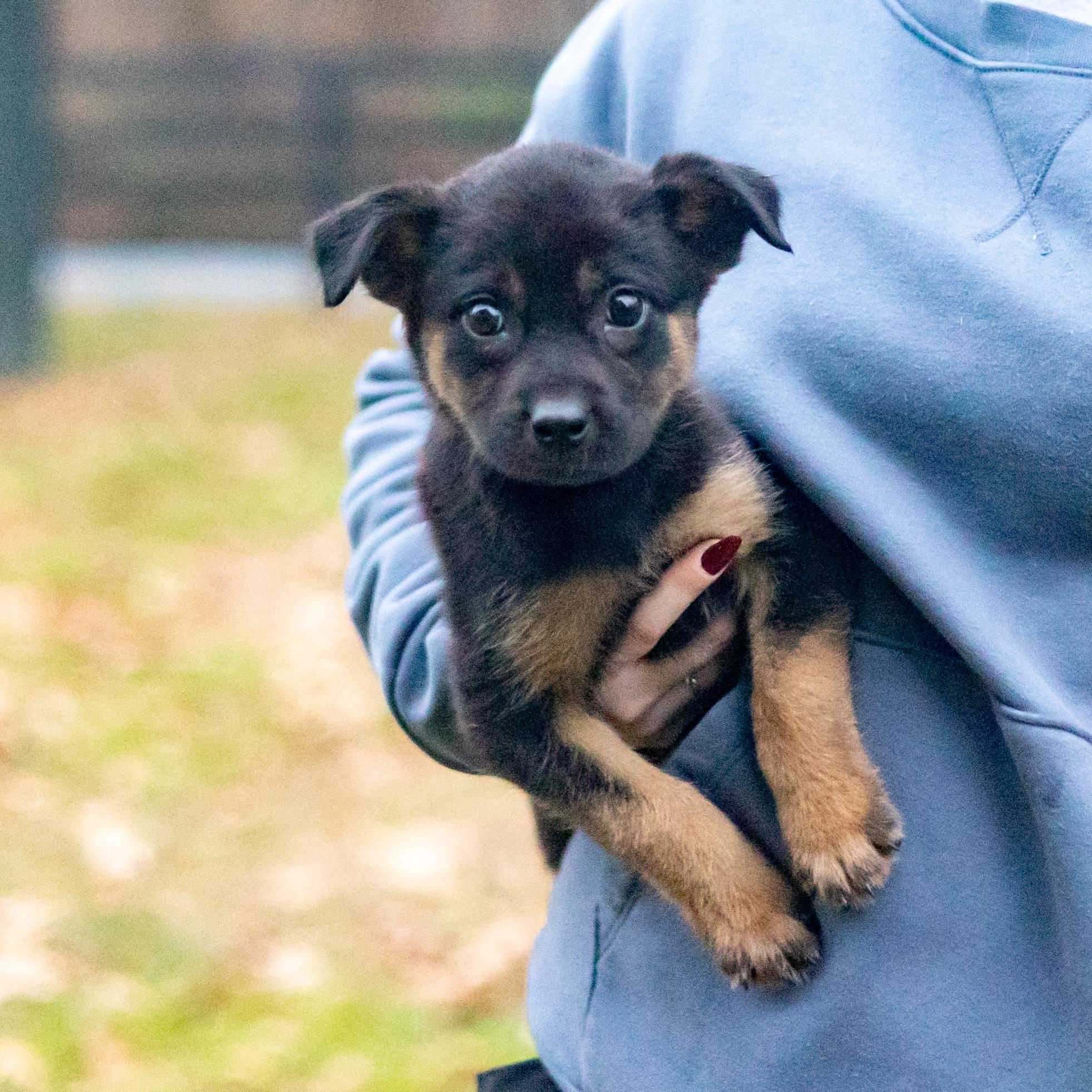 Krystal (Female), Adoptable, Puppy Female Border Collie.