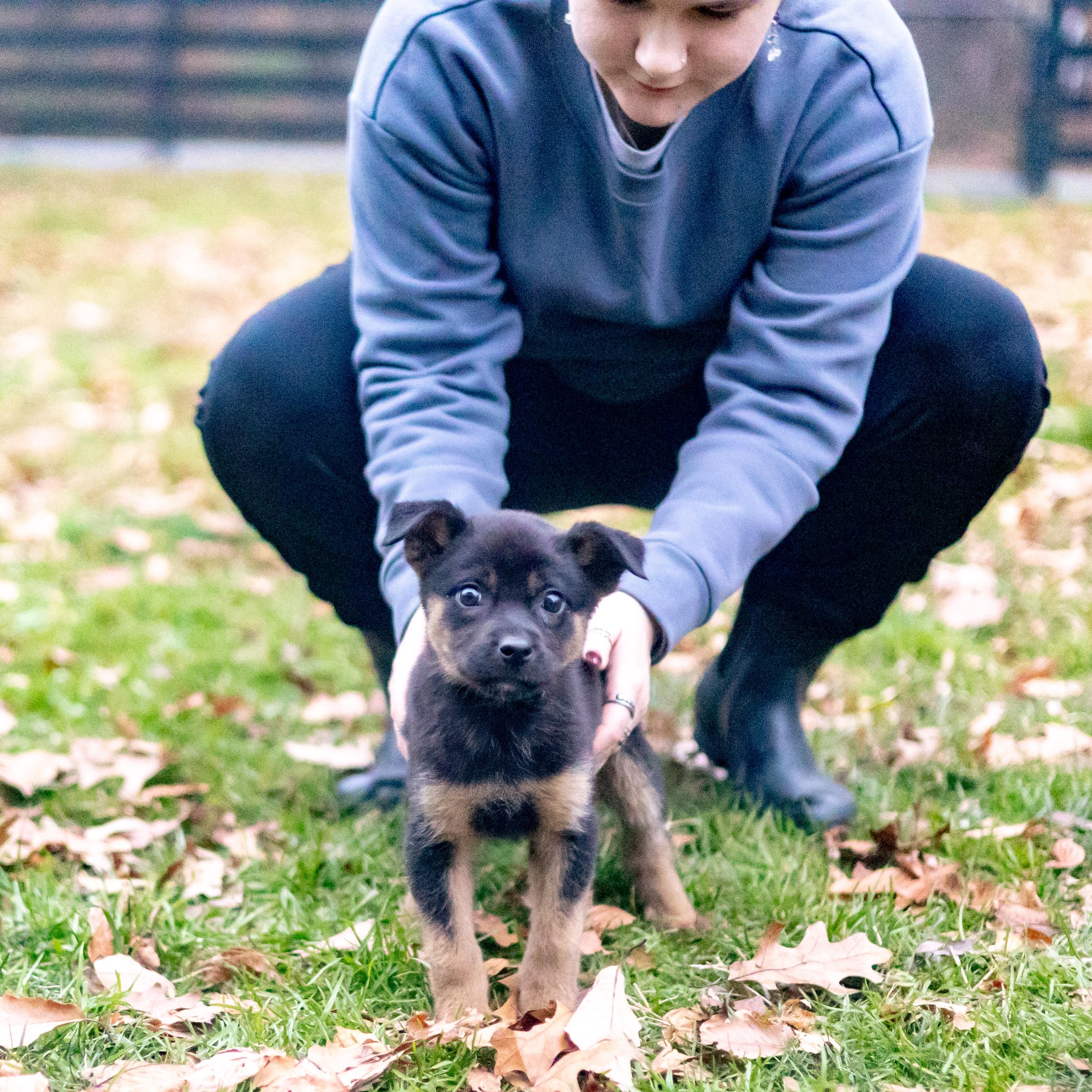 Krystal (Female), a Adoptable mixed breed in West Grove, PA image 3/6