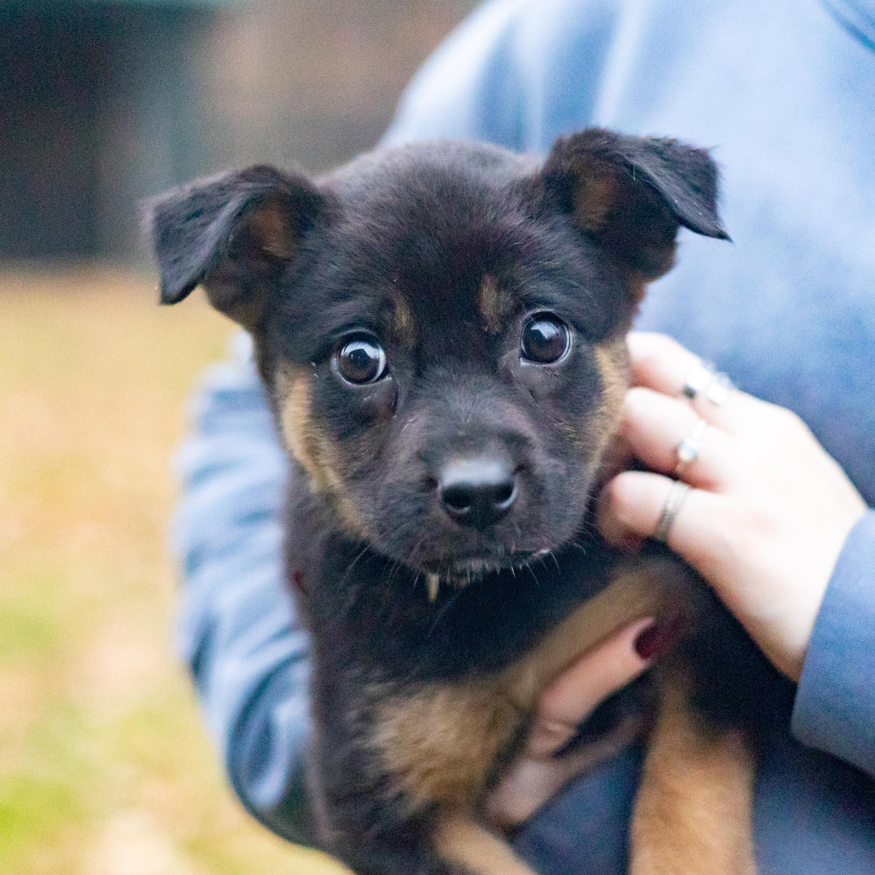 Krystal (Female), a Adoptable mixed breed in West Grove, PA image 4/6