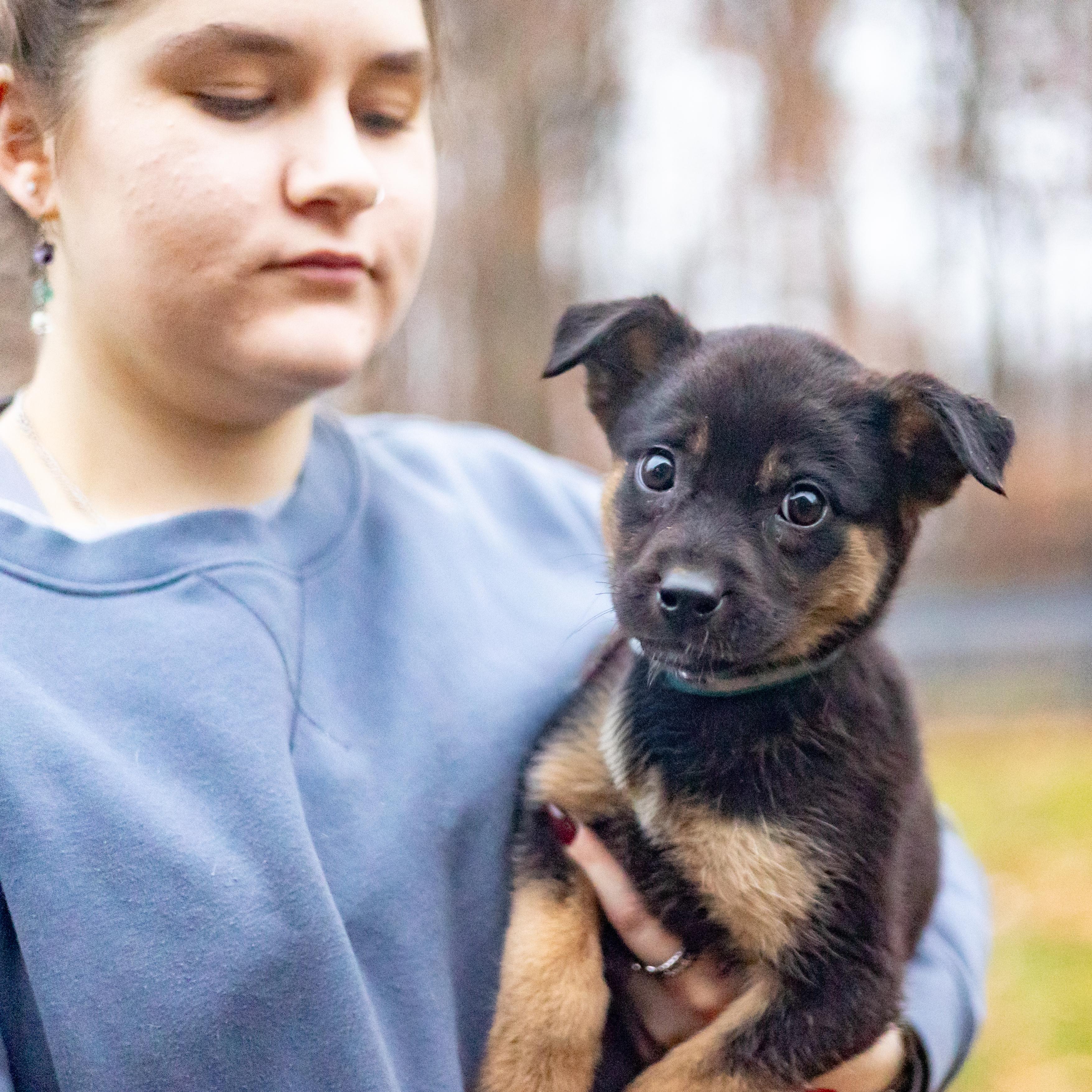 Krystal (Female), a Adoptable mixed breed in West Grove, PA image 6/6