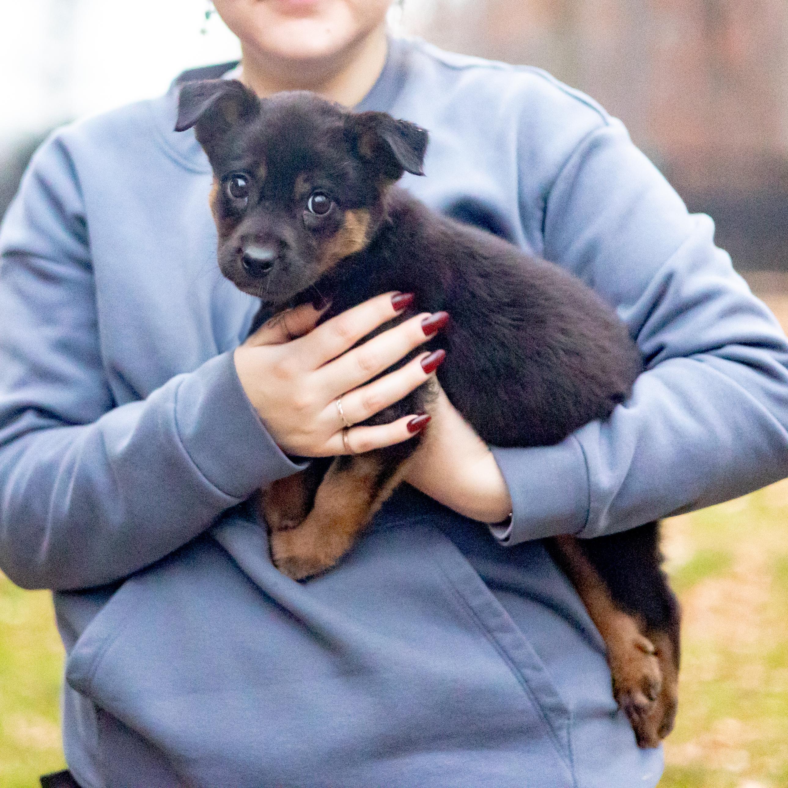 Krystal (Female), a Adoptable mixed breed in West Grove, PA image 2/6