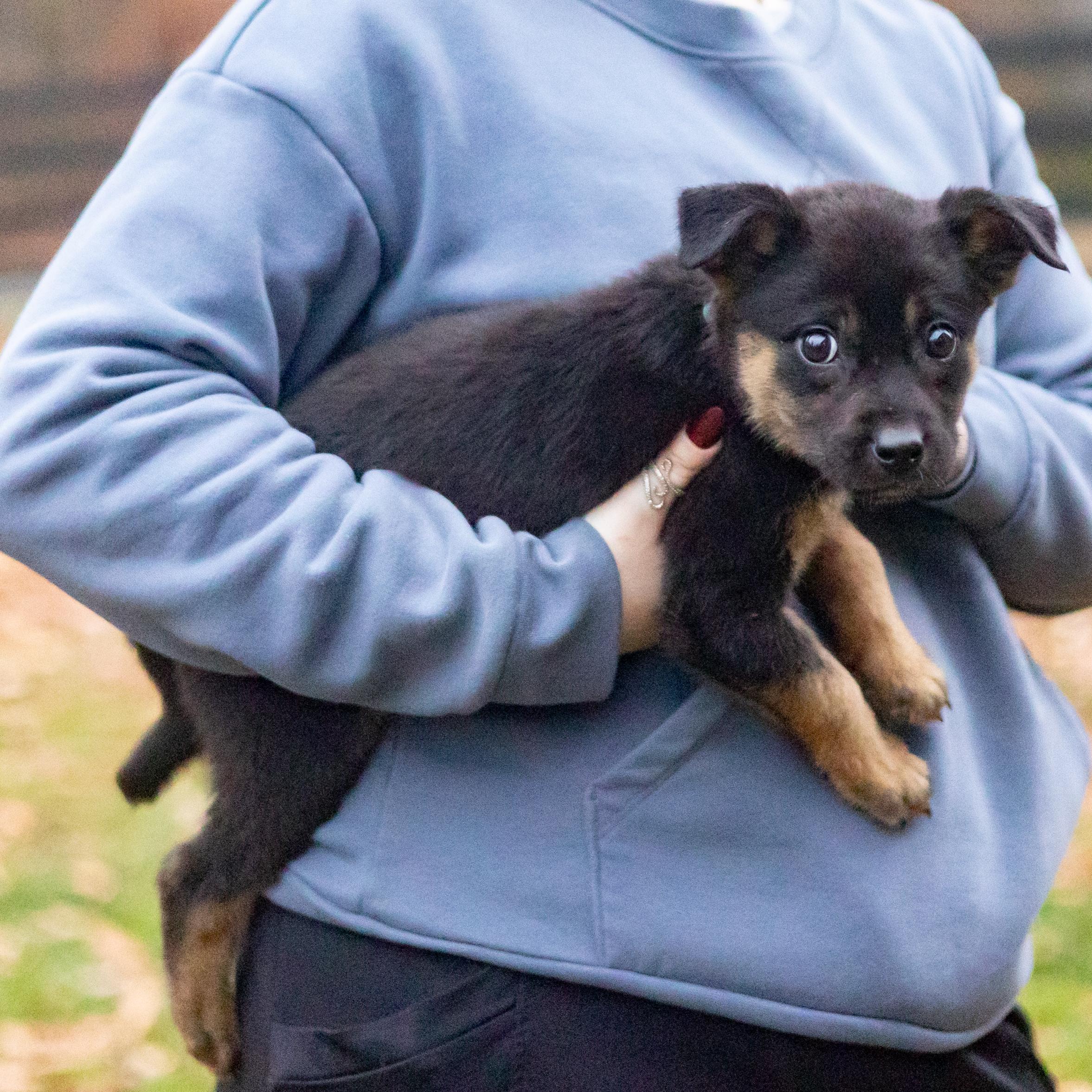 Krystal (Female), a Adoptable mixed breed in West Grove, PA image 5/6